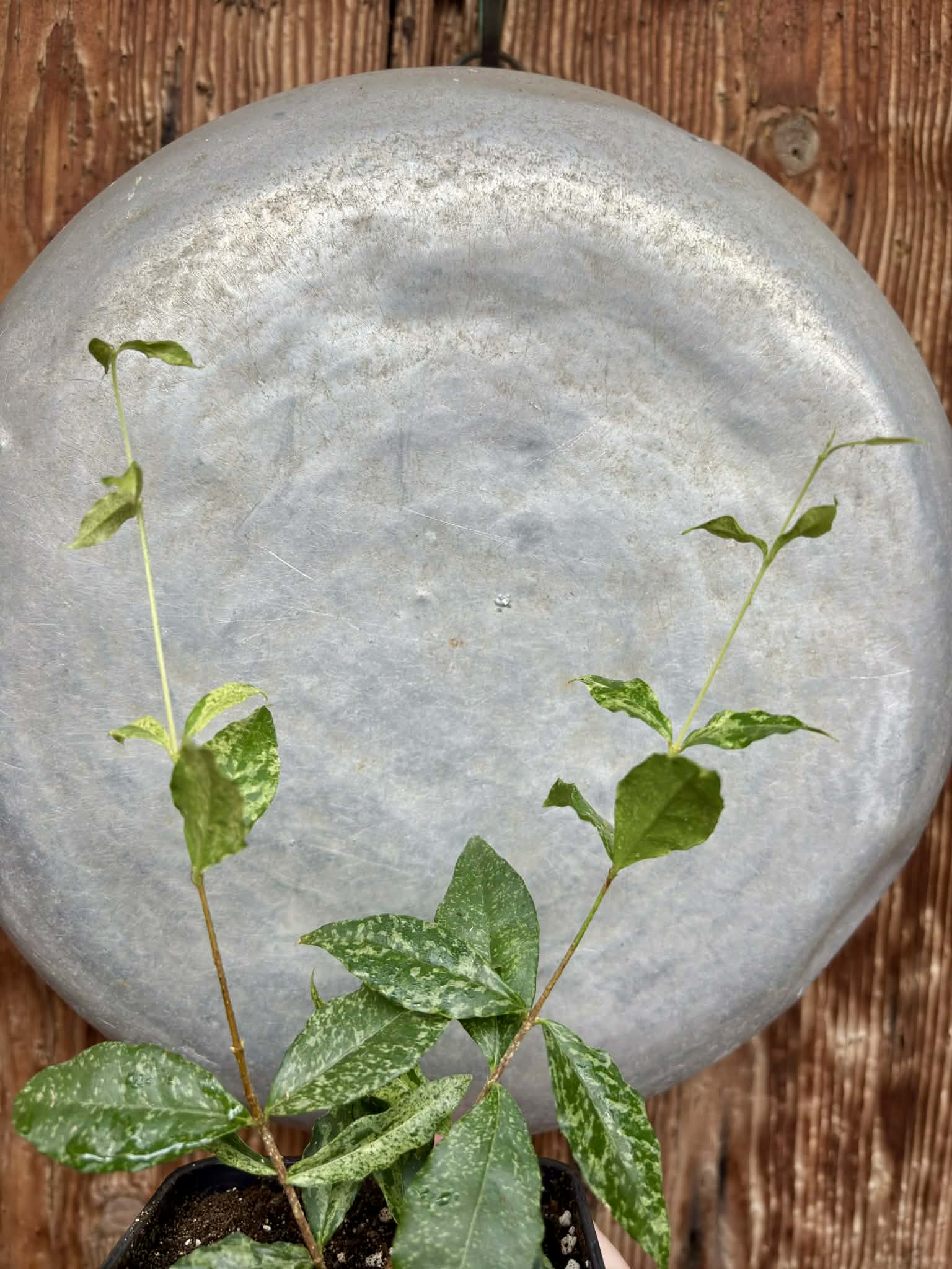 Nr.2 from flowering mother plant - variegated Acerola (Malpighia glabra) - 1 potted rooted cutting / 1 getopfter, bewurzelter Steckling  