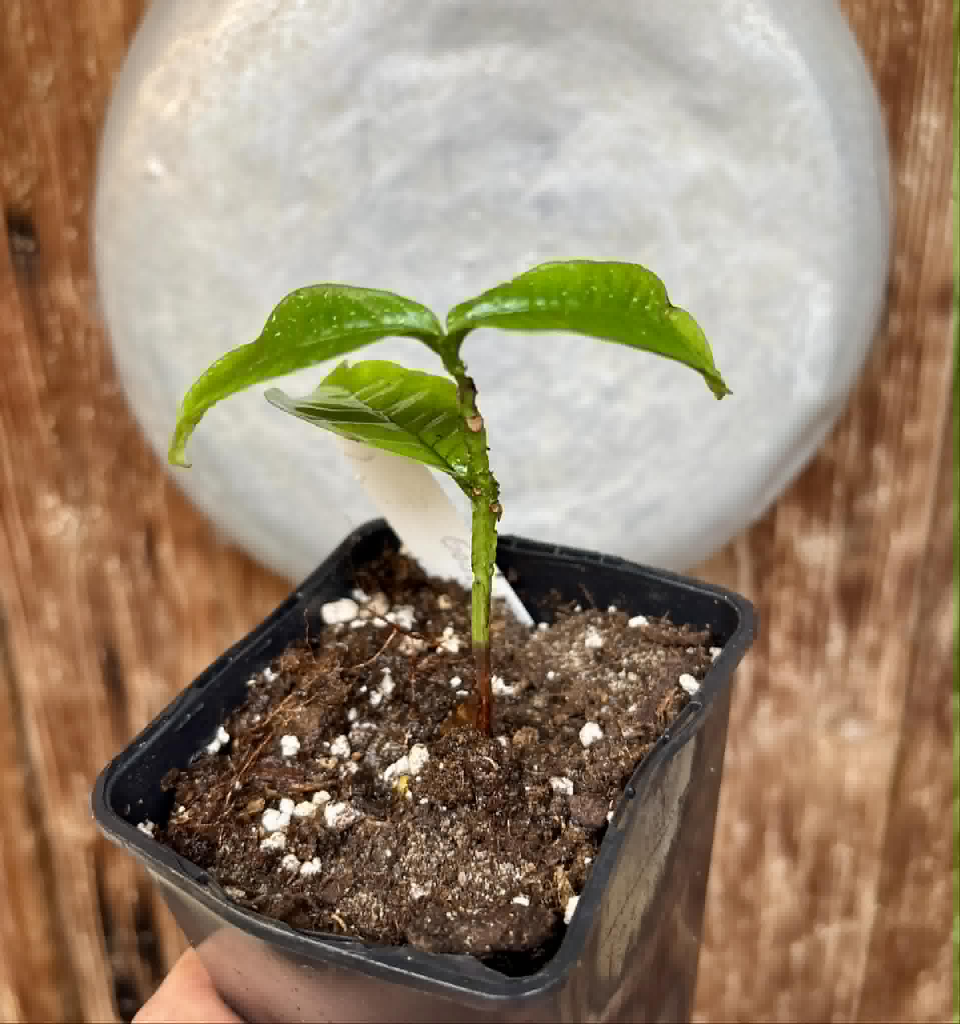 Gowok (Syzygium polycephalum) - 1 potted seedling / 1 getopfter Sämling 