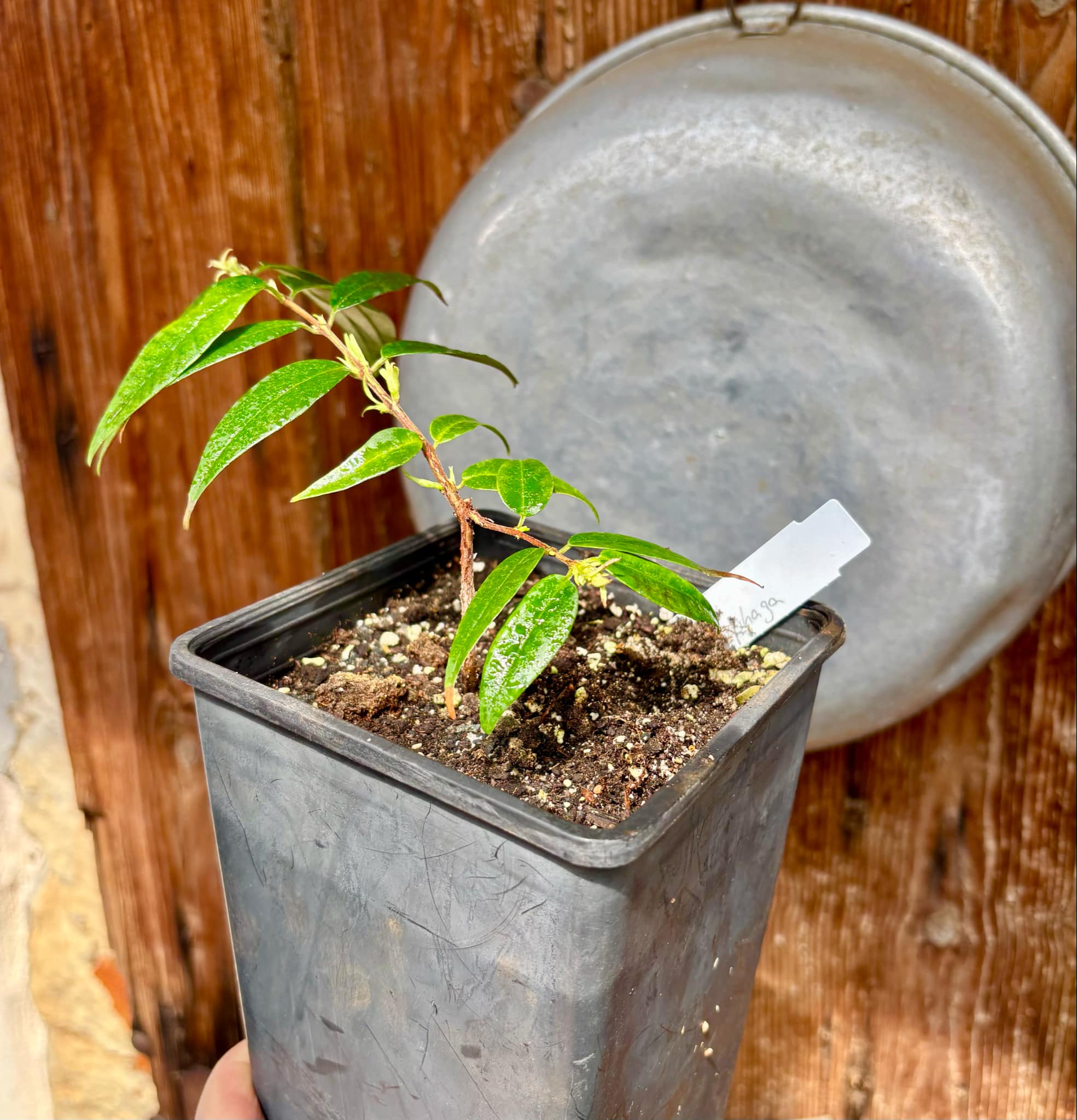 Eugenia anthropophaga - 1 potted plant / 1 getopfte Pflanze