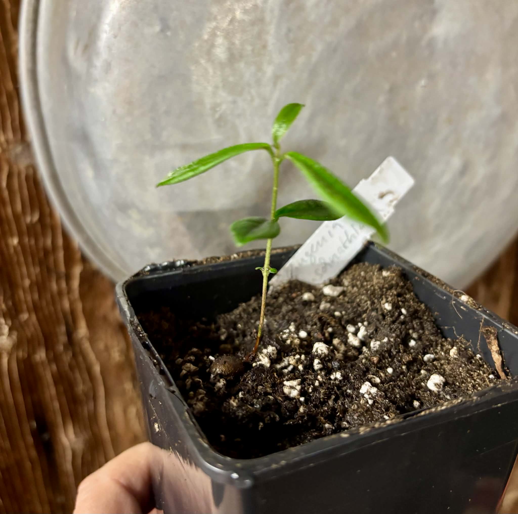 Pitomba (Eugenia luschnathiana) - 1 potted plant / 1 getopfte Pflanze