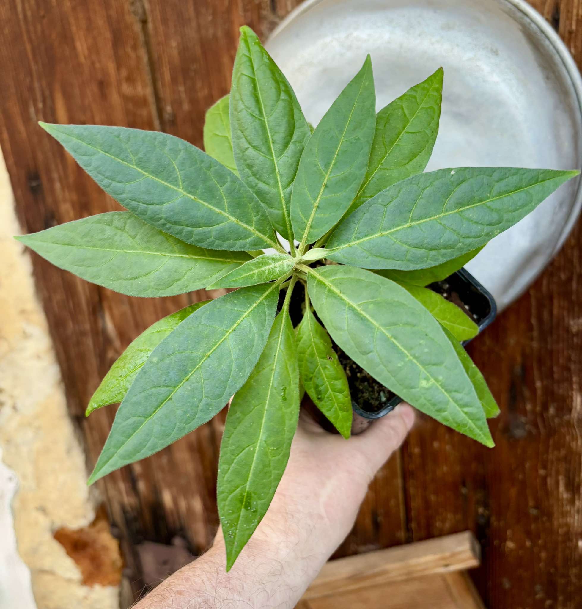Solanum sp. Mata Escura - 1 potted plant / 1 getopfte Pflanze