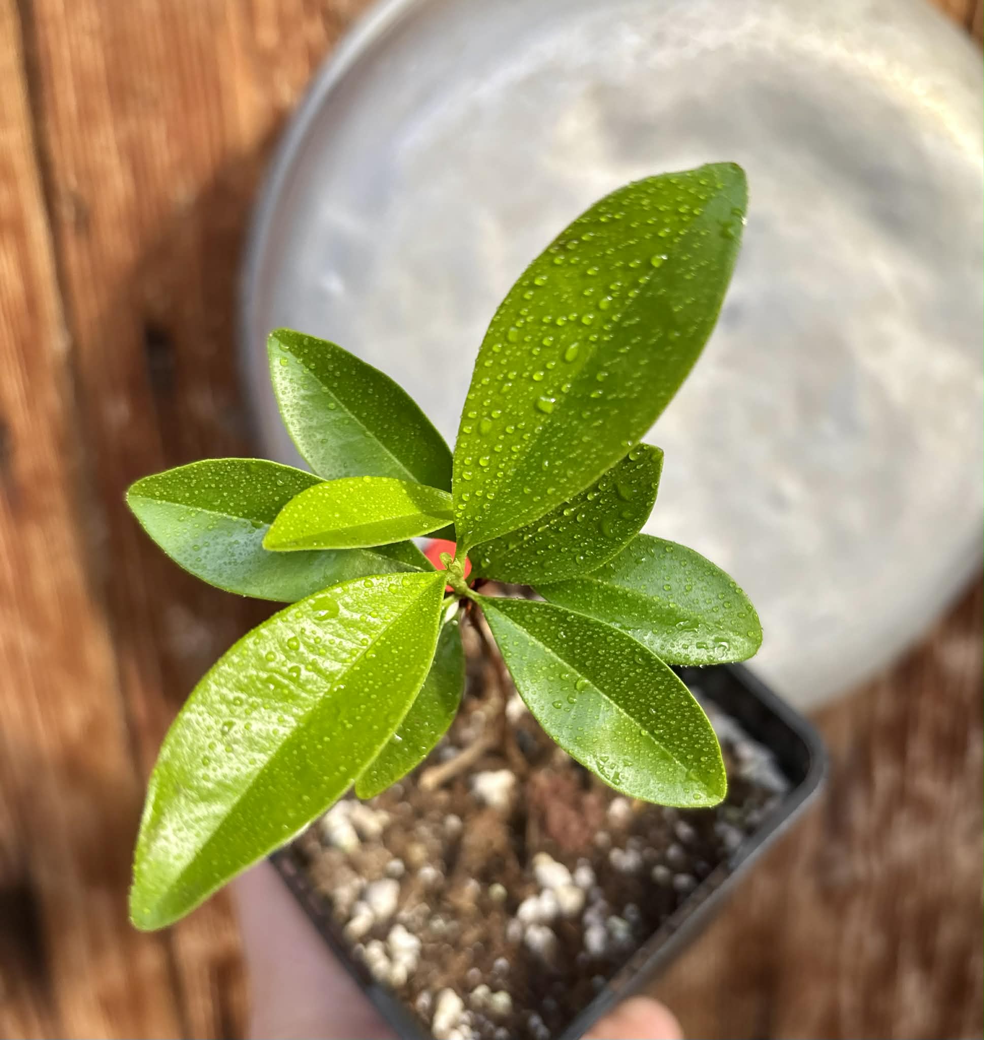 Grumixama (Eugenia brasiliensis) - 1 potted seedling / 1 getopfter Sämling