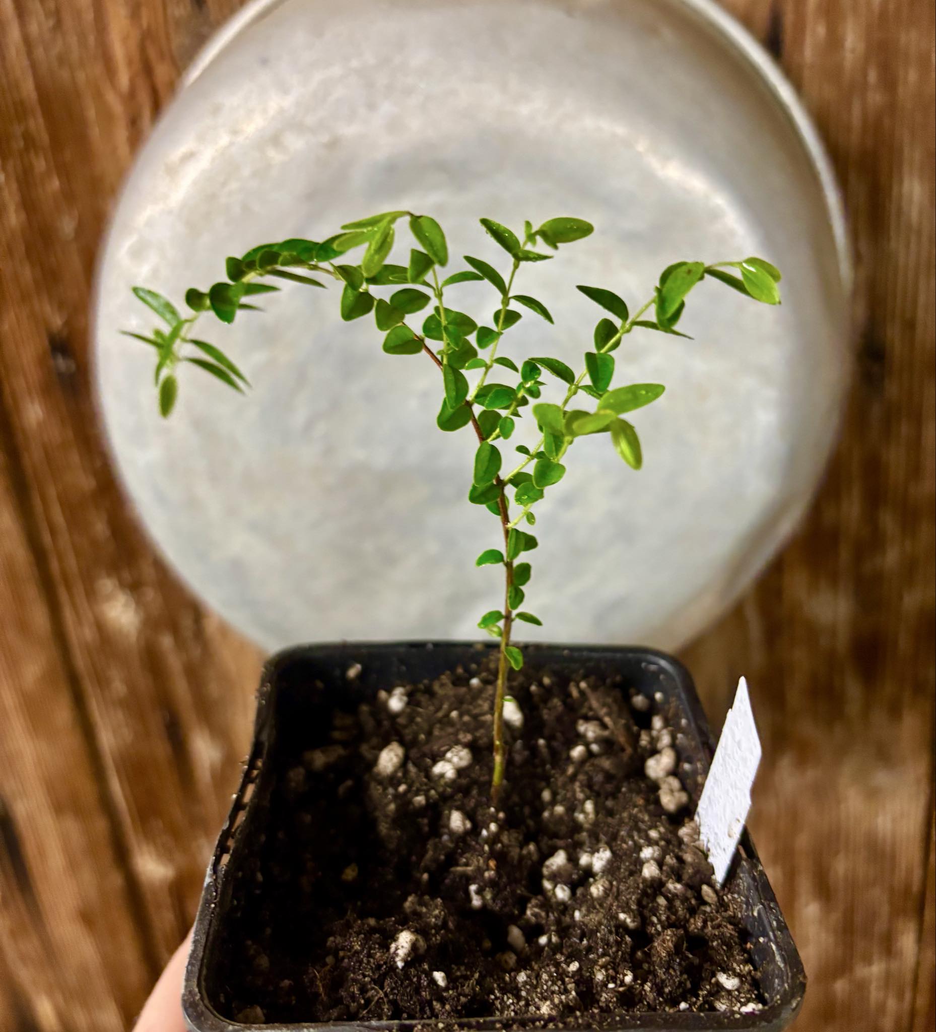 Myrciaria sp Pastora - 1 potted seedling / 1 getopfter Sämling