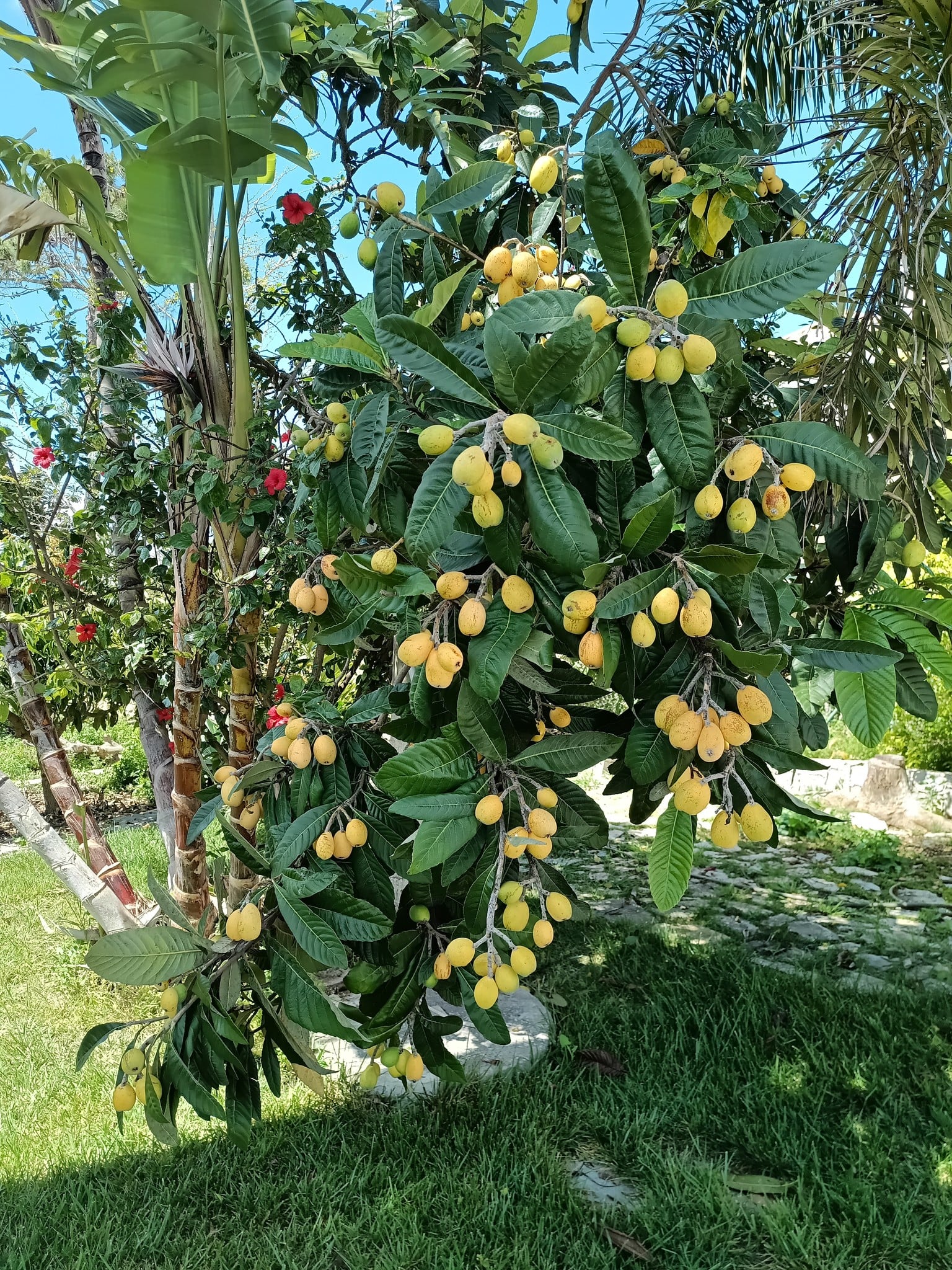 Eriobotrya japonica - Wollmispel - Loquat - 1 fresh seed / 1 frischer Samen