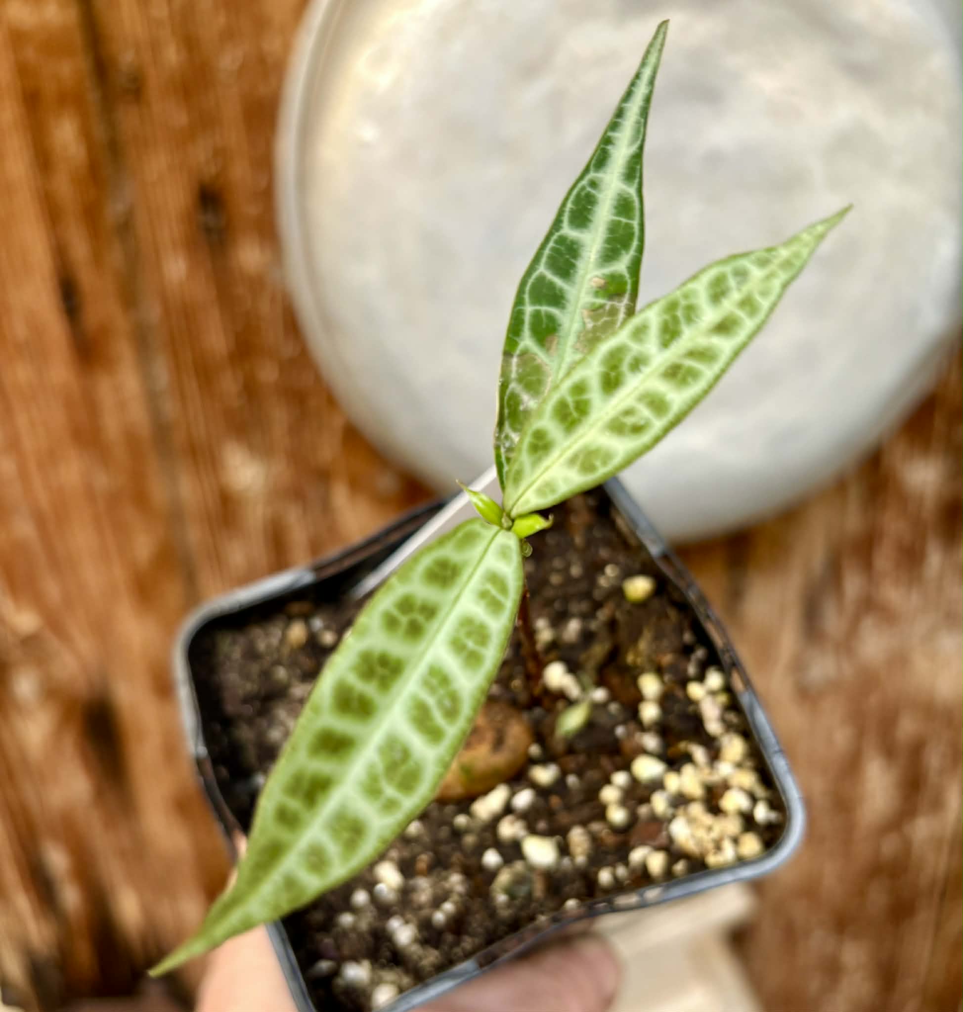 Eugenia sp Labisia Nr. 7 -  1 potted plant / 1 getopfte Pflanze