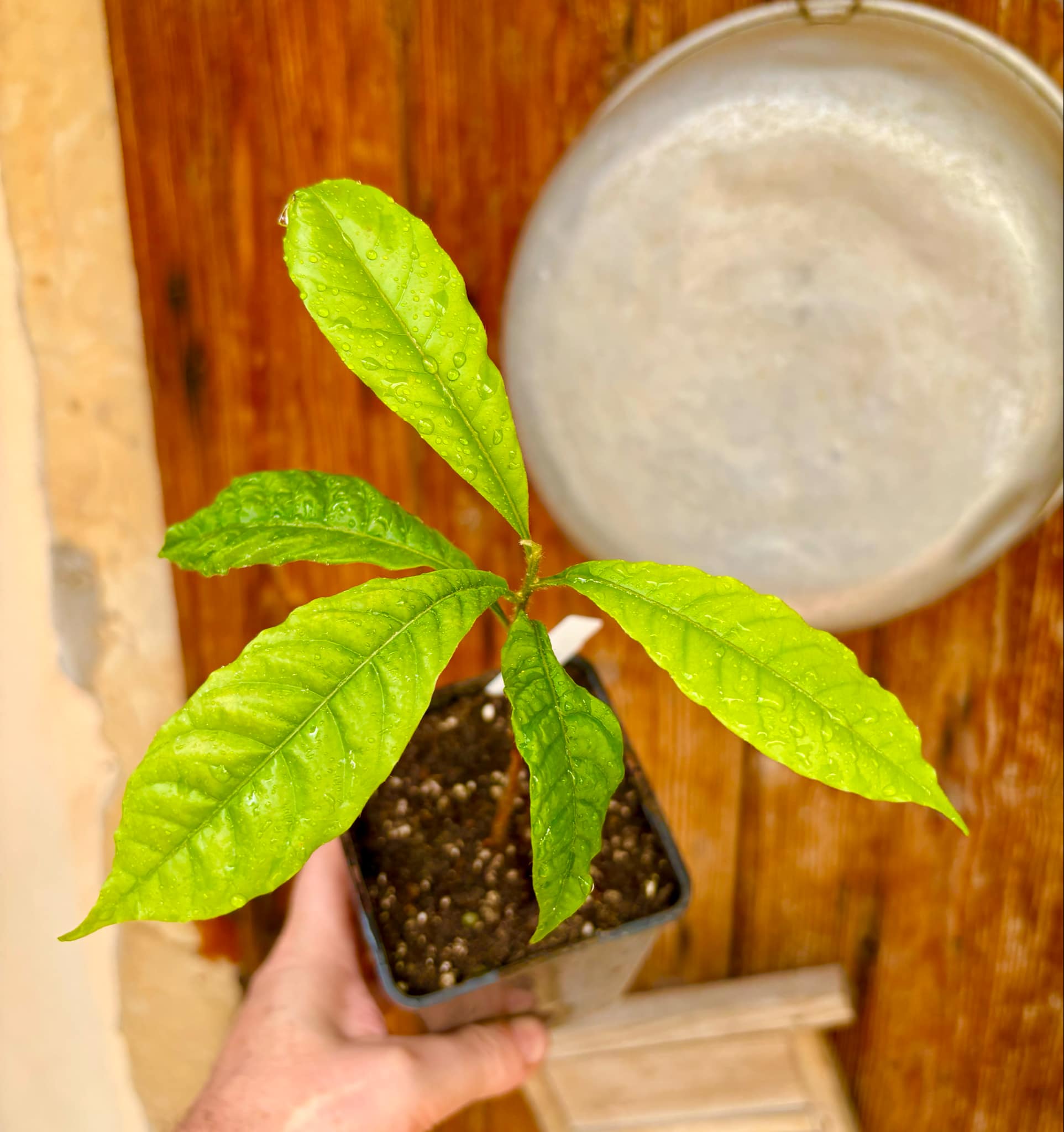 Abiu (Pouteria caimito) - 1 potted plant / 1 getopfte Pflanze