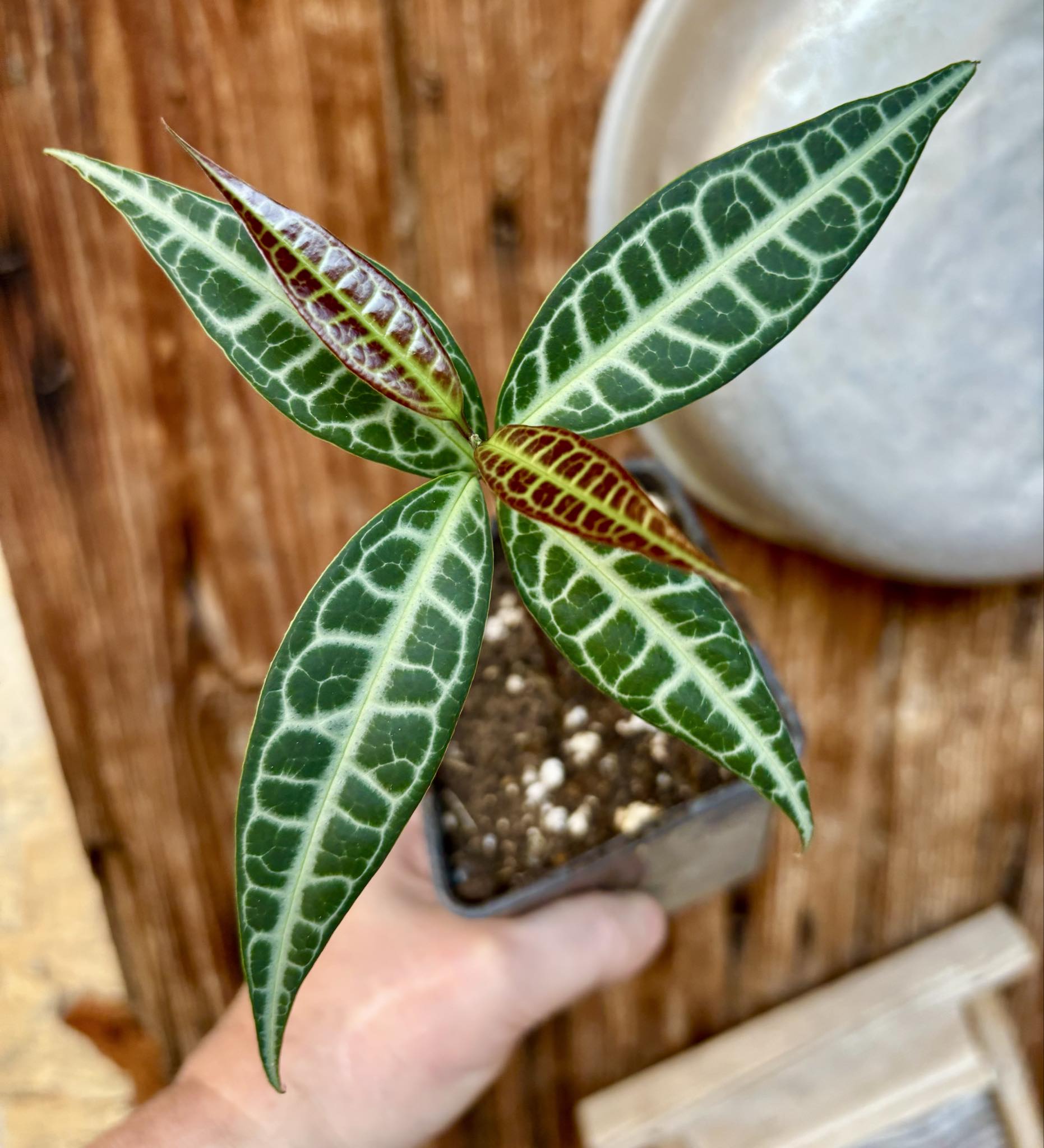 Eugenia sp Labisia -  1 potted seedling / 1 getopfter Sämling