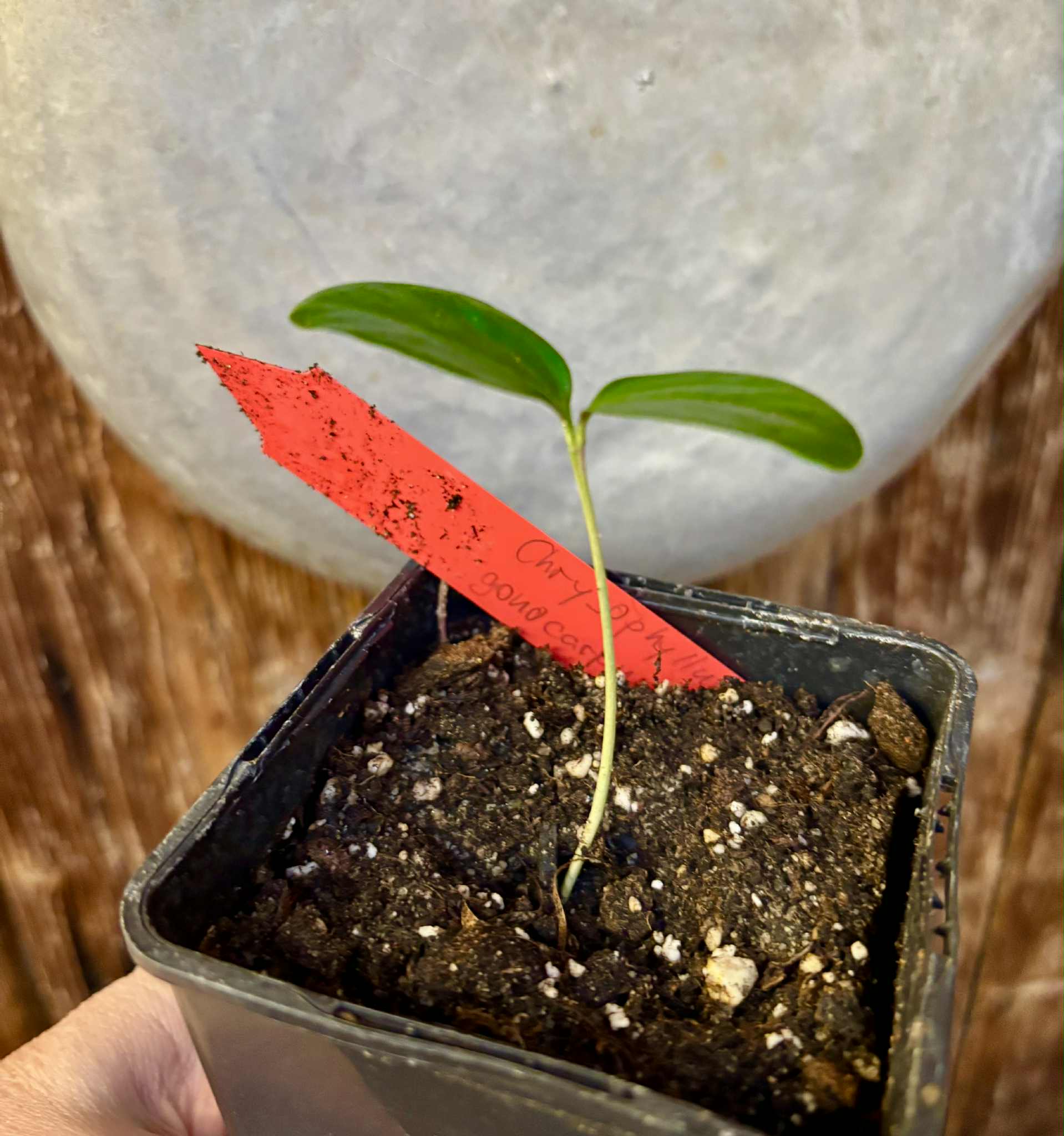 Aquai (Chrysophyllum gonocarpum var. BIG Itacare)  -  1 potted seedling / 1 getopfter Sämling