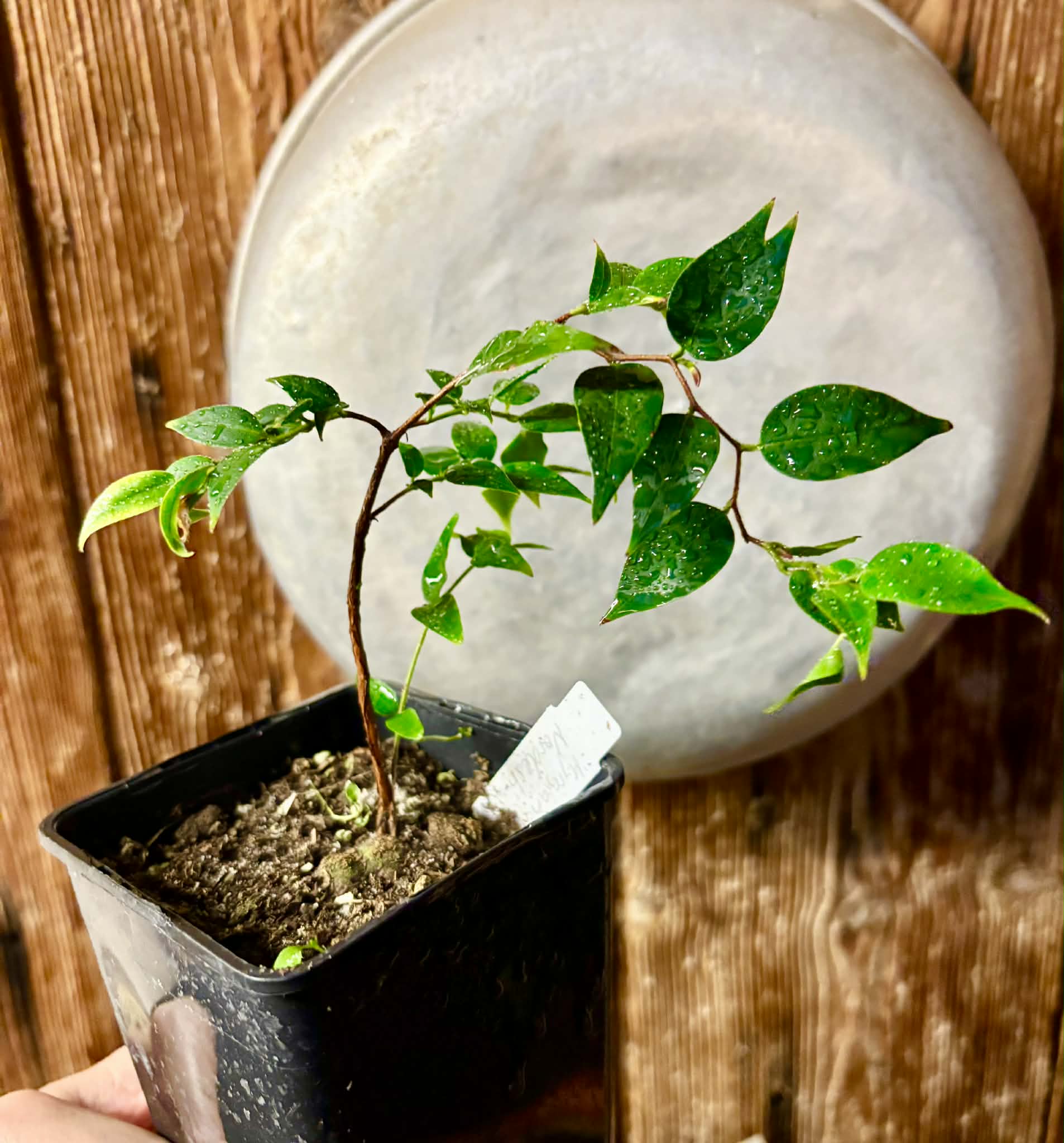 Myrciaria sp Nordestina - 1 potted plant / 1 getopfte Pflanze