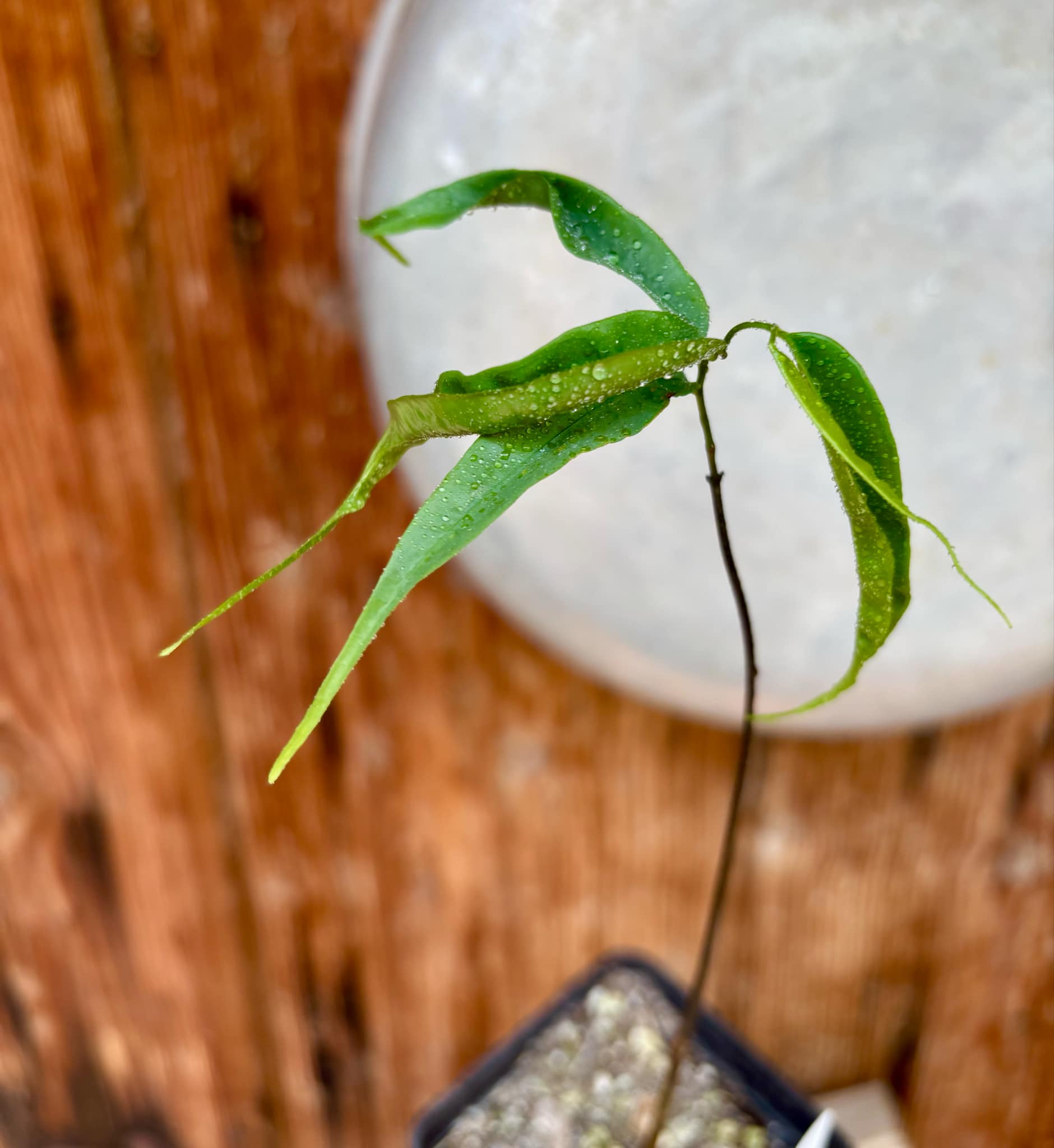 Pseudoxandra bahiensis - 1 small potted plant / 1 kleine getopfte Pflanze