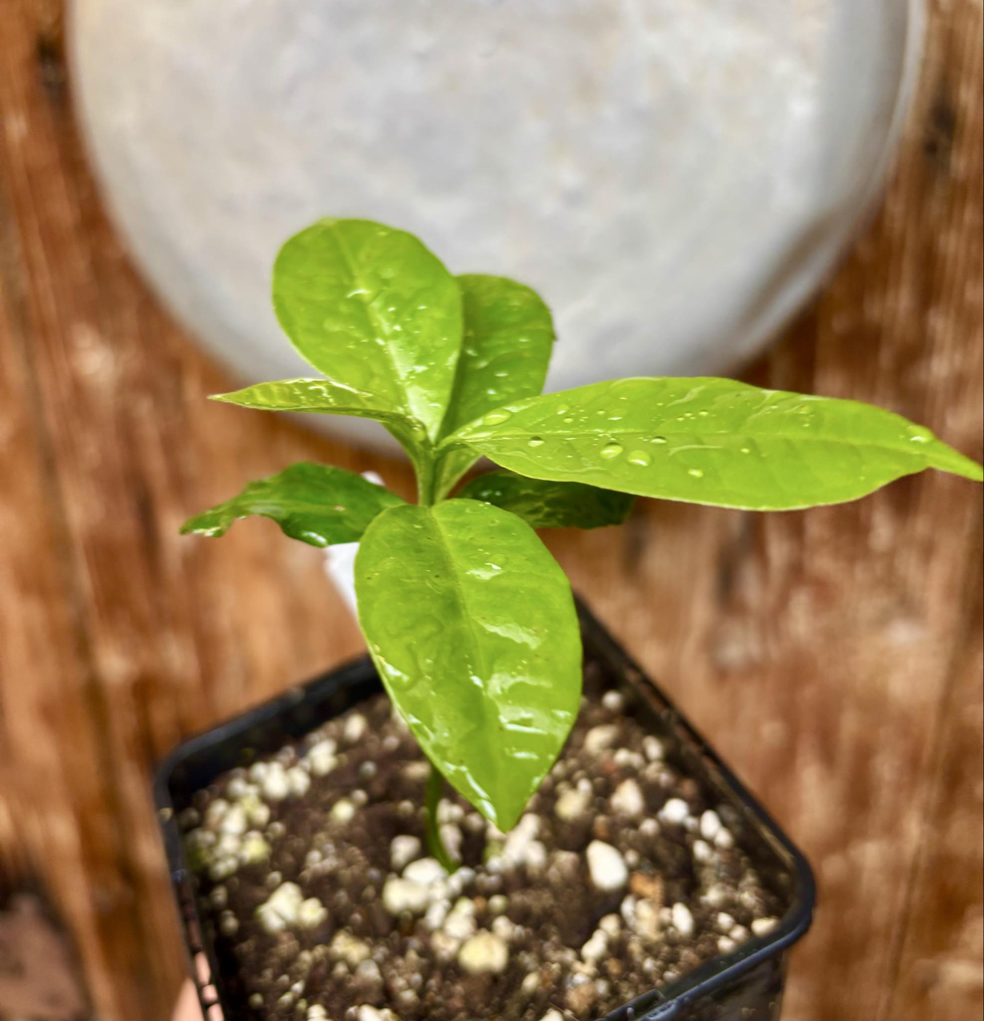 Cymbopetalum brasiliensis - 1 potted seedling / 1 getopfter Sämling