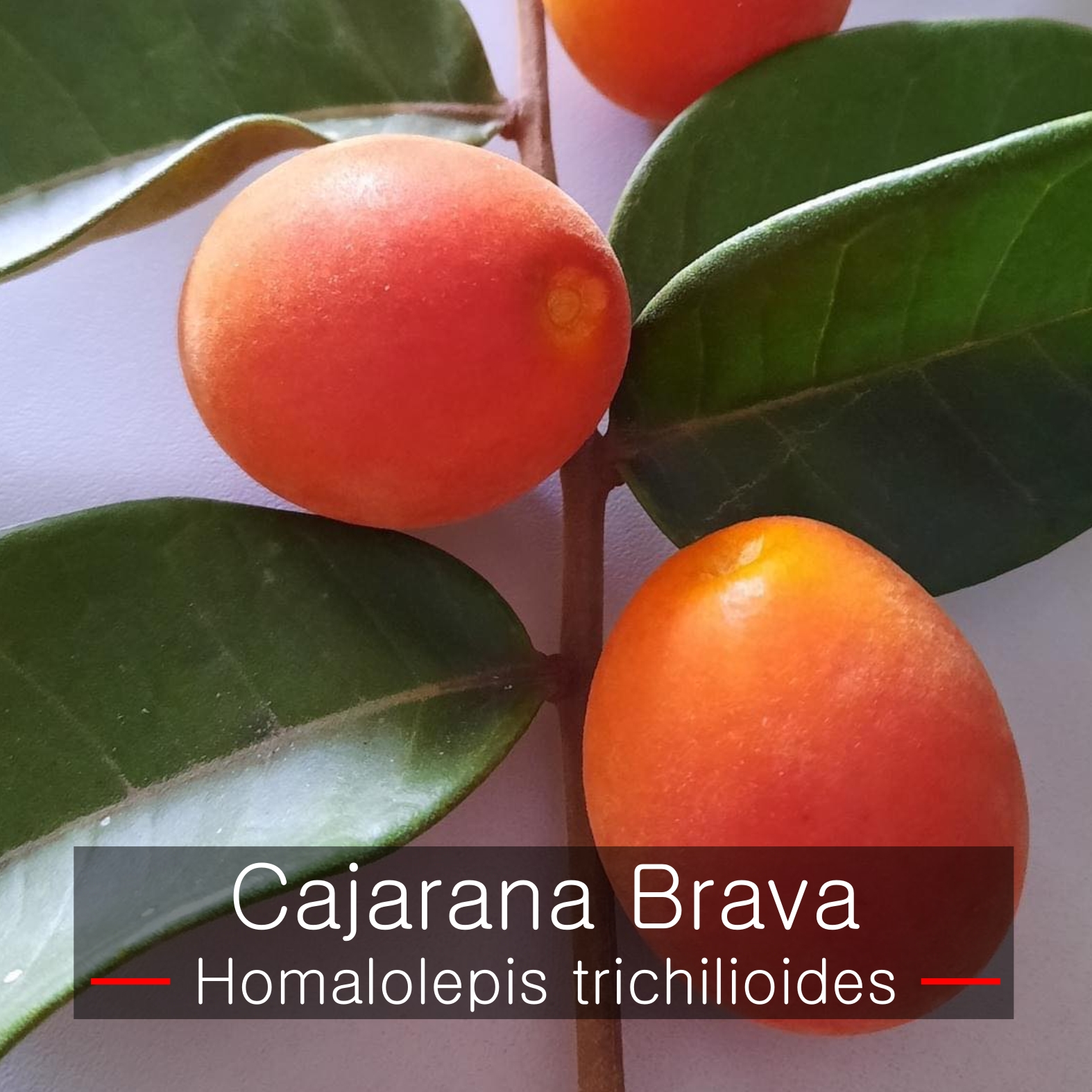 Homalolepis trichilioides - Cajarana Brava - 1 fresh seed / 1 frischer Samen