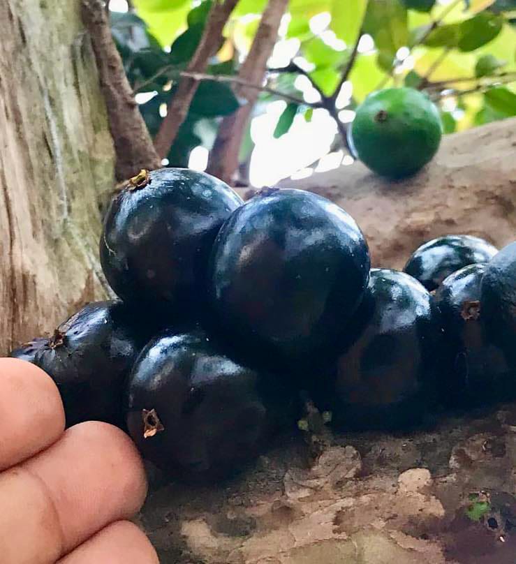 over 2 years old - Jaboticaba Acu Paulista (Plinia cauliflora) - 1 potted plant / 1 getopfte Pflanze