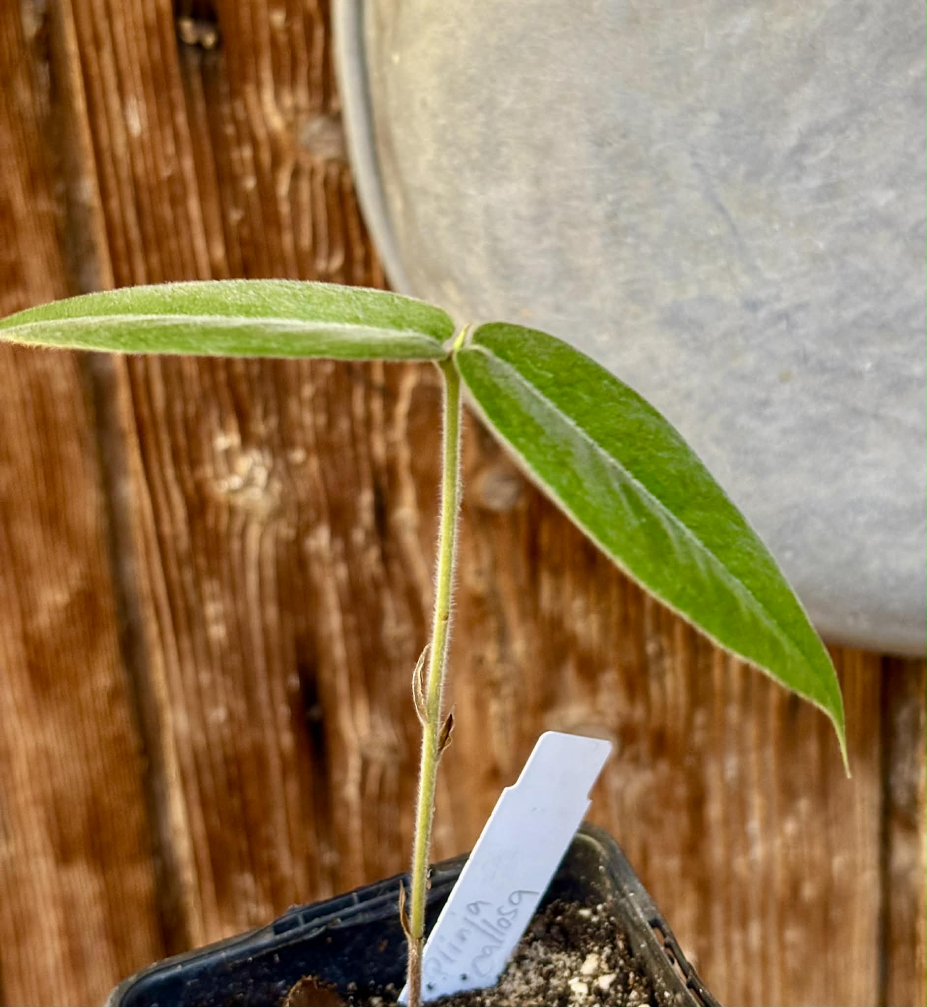 Cambucá-de-calo - (Plinia callosa) -  1 potted seedling / 1 getopfter Sämling