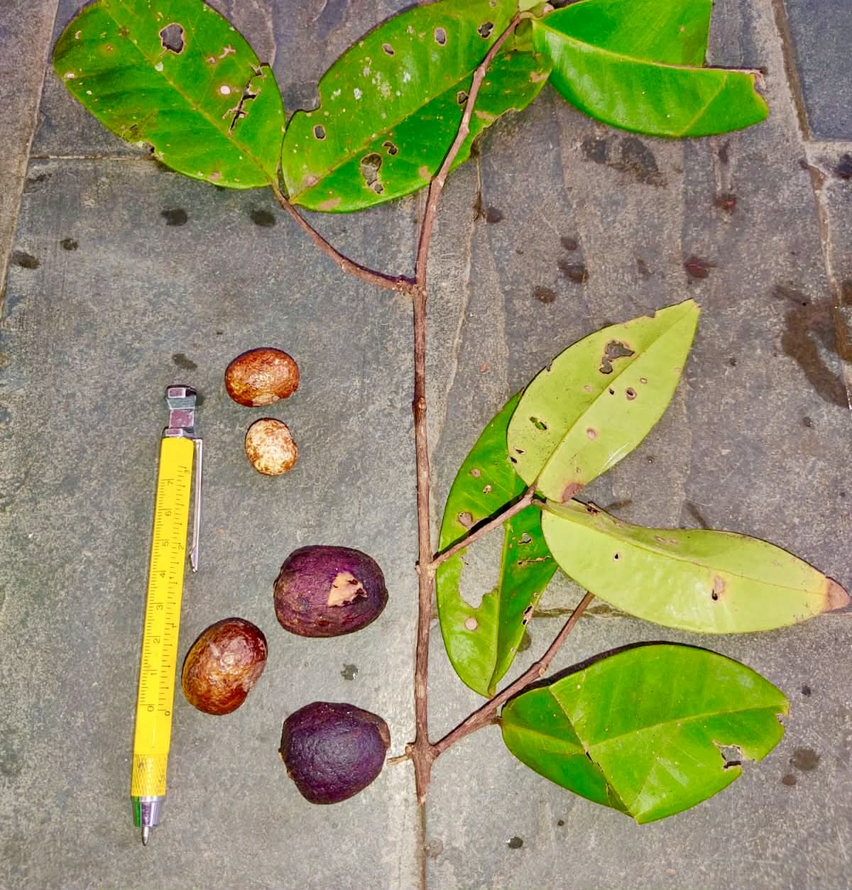 Pre Order - Eugenia mandioccensis -  1 fresh seed / 1 frischer Samen