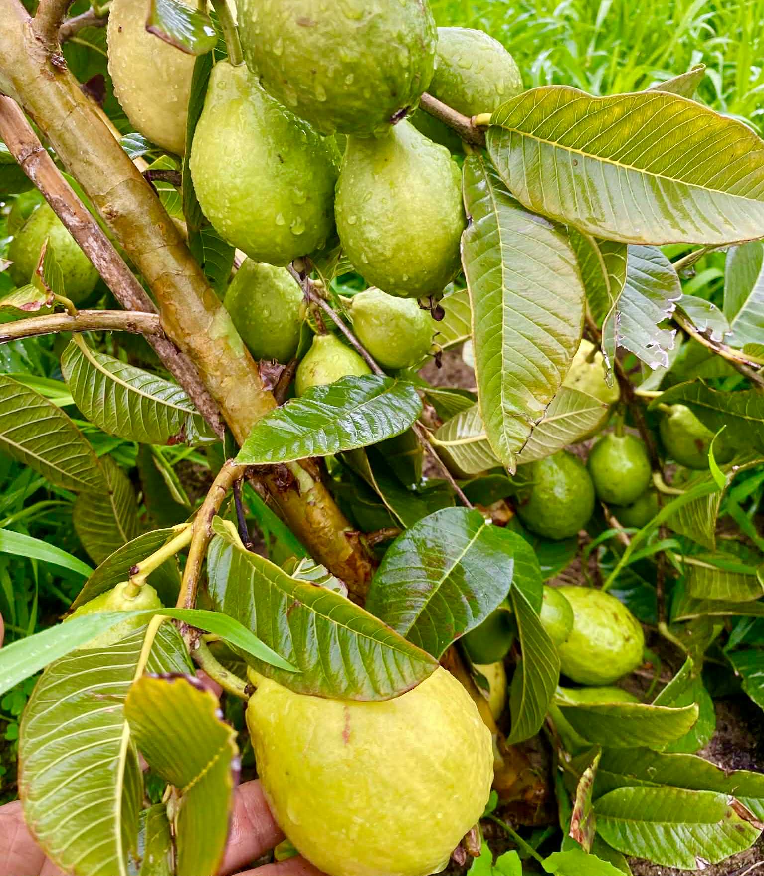 fruits after 2 years in Brasil - Psidium guajava  "Paluma"  - 5 fresh seeds / 5 frische Samen