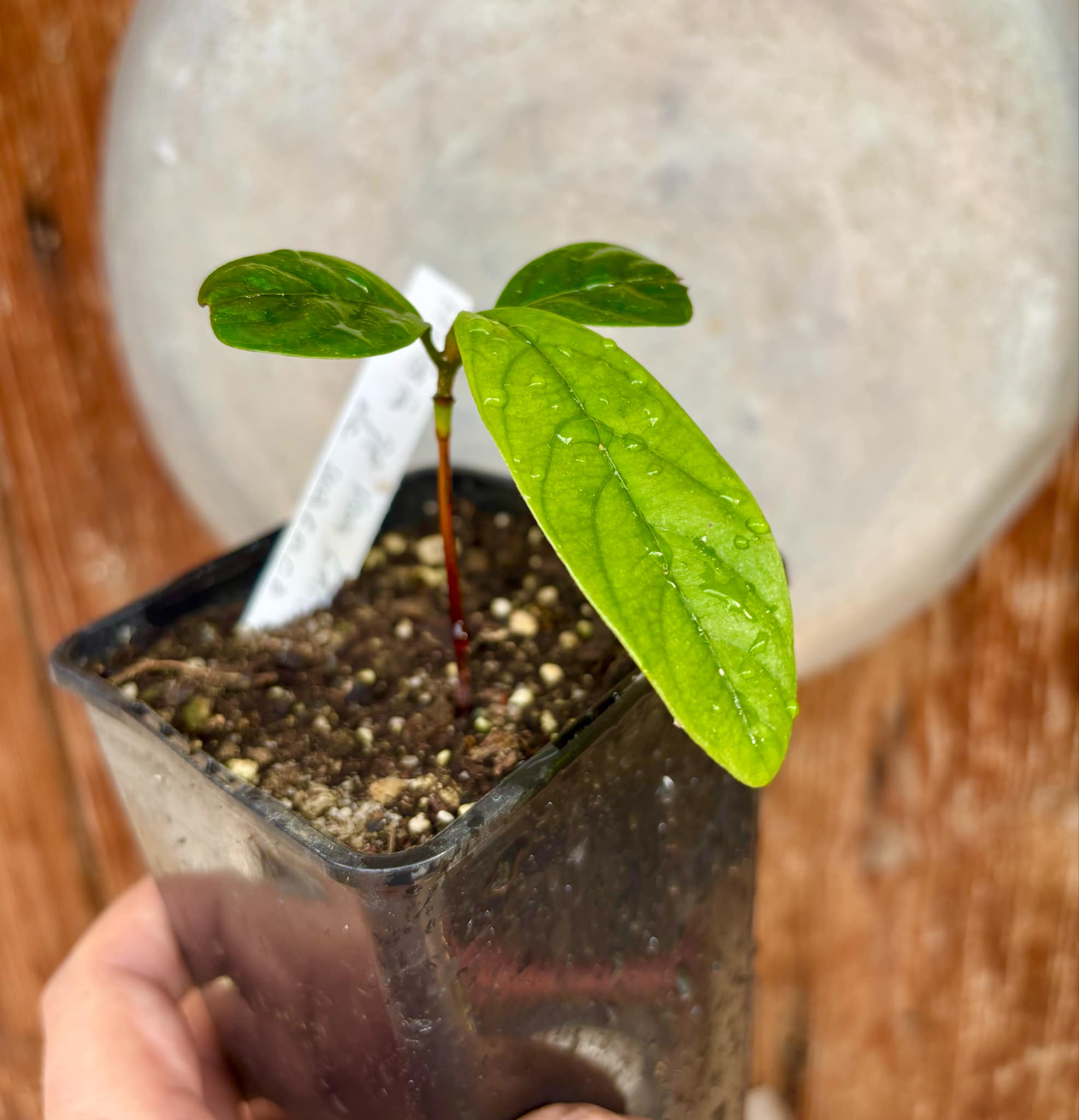 Pradosia sp Nova Cacau de Macaco  -  1 small potted seedling / 1 kleiner, getopfter Sämling