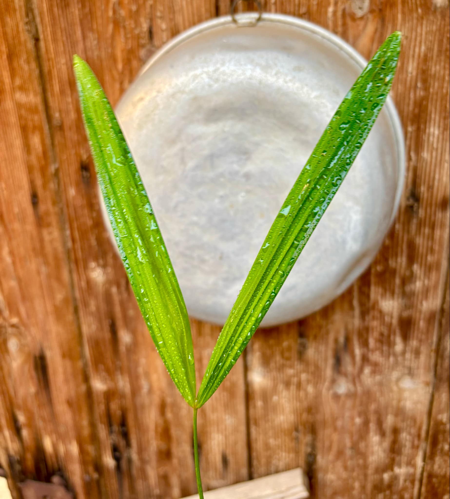 Rattan Palm (Calamus viminalis) - 1 potted plant / 1 getopfte Pflanze Rattan Palm (Calamus viminalis) - 1 potted plant / 1 getopfte Pflanze