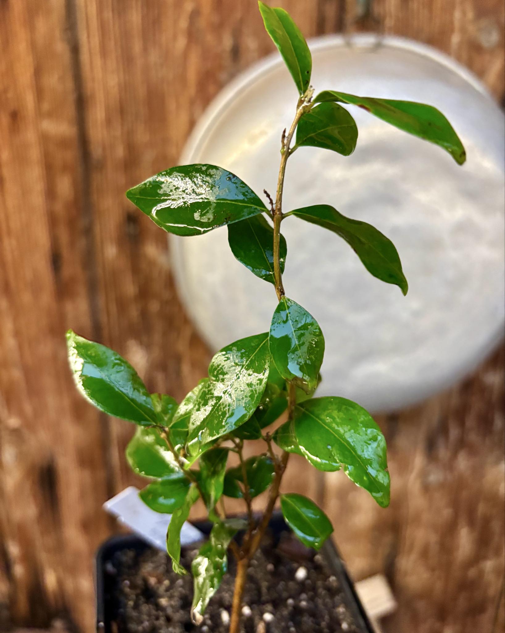 two years old - Eugenia repanda - 1 potted plant / 1 getopfte Pflanze