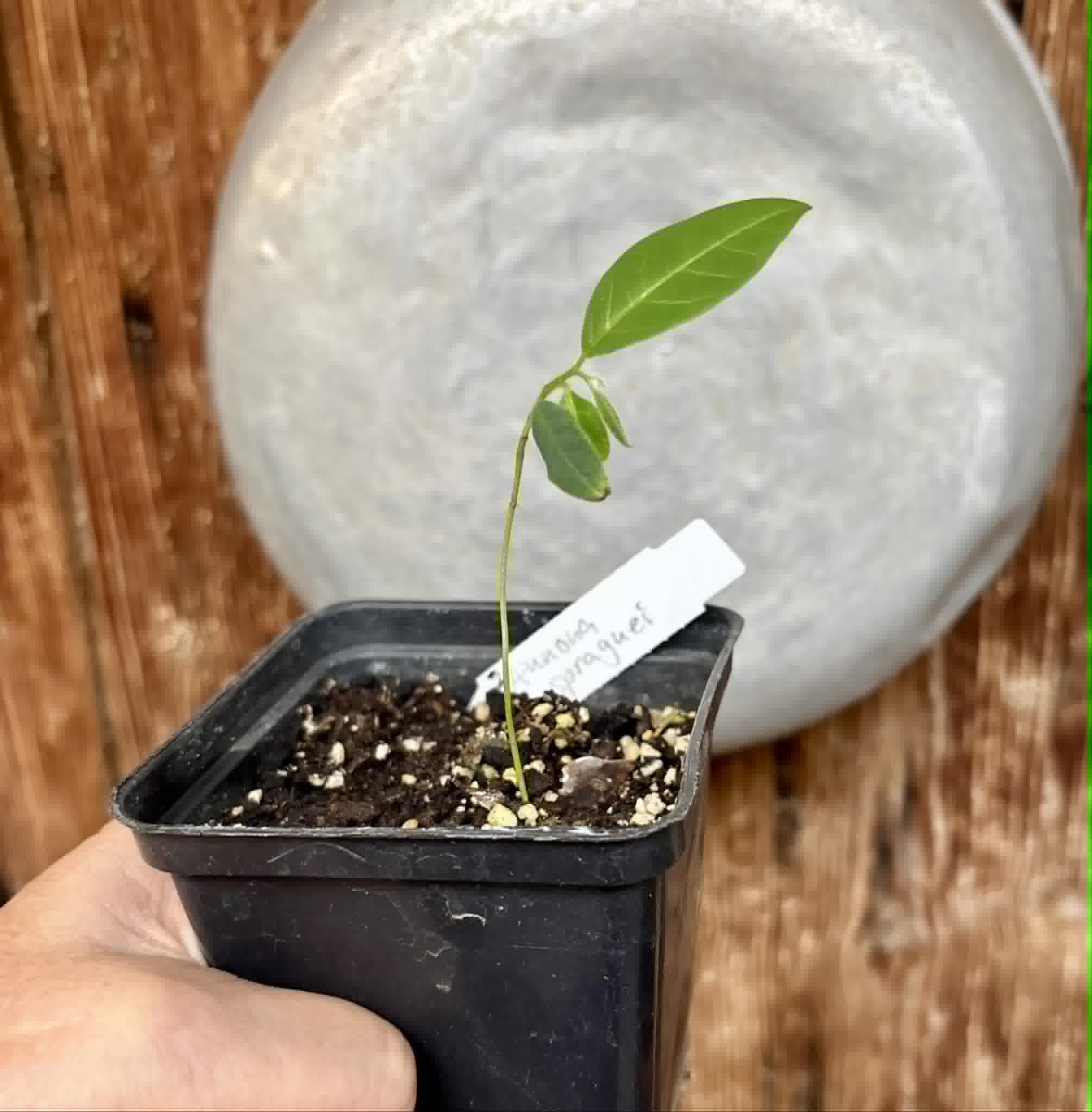 Annona spraguei - Nonita - 1 potted seedling / 1 getopfter Sämling