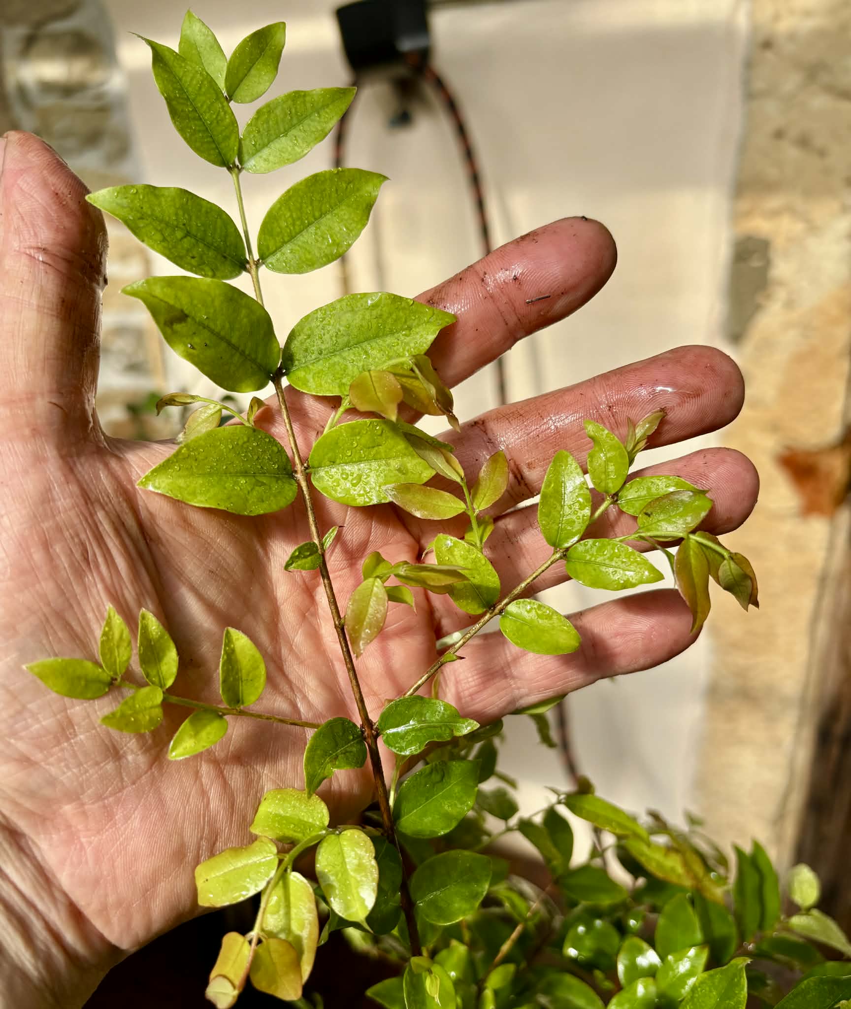 3 years old - Jaboticaba Sabara (Plinia cauliflora) Nr. A  - 1 potted plant / 1 getopfte Pflanze