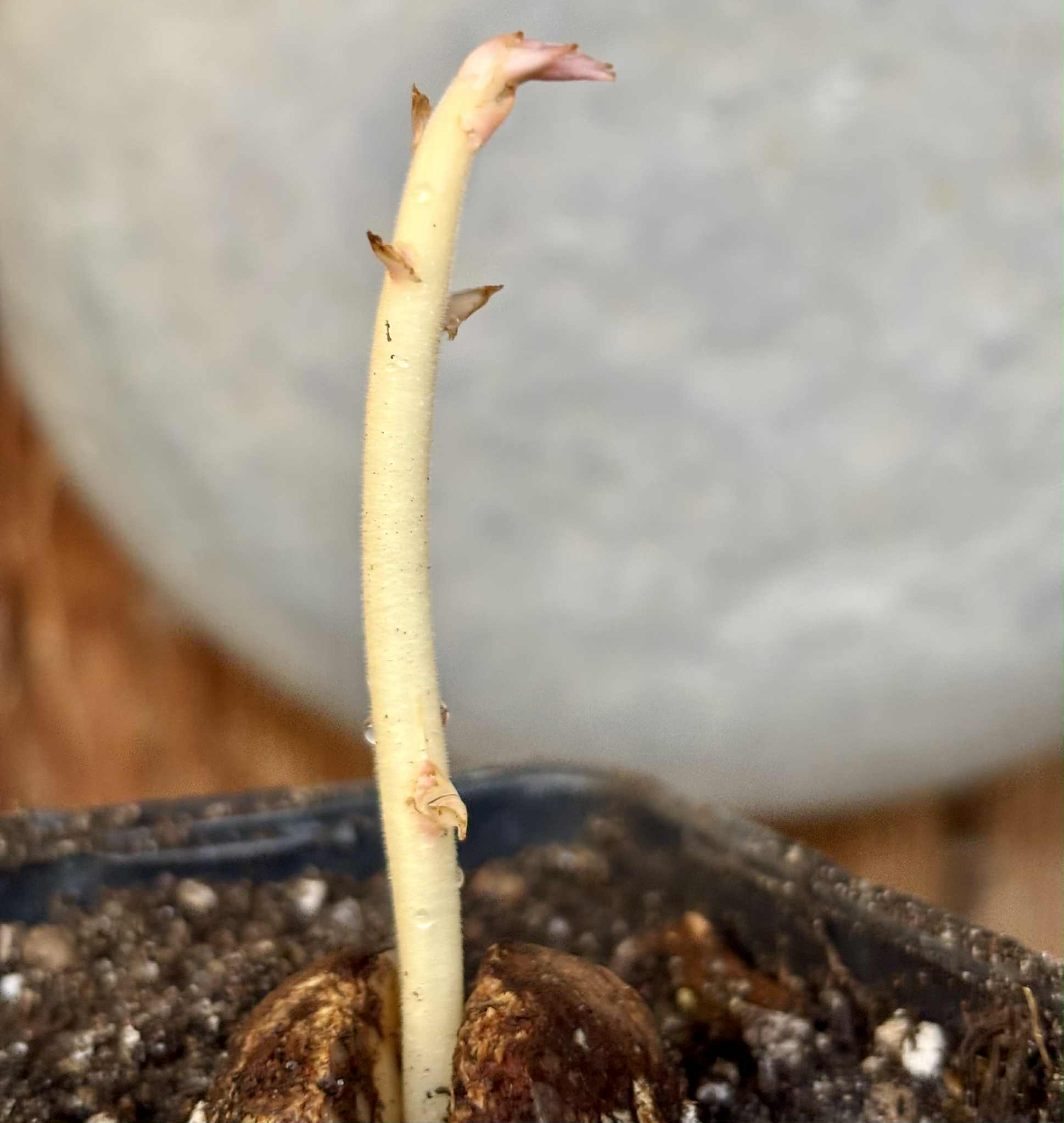 Cynometra malaccensis -  1 potted seedling / 1 getöpfter Sämling