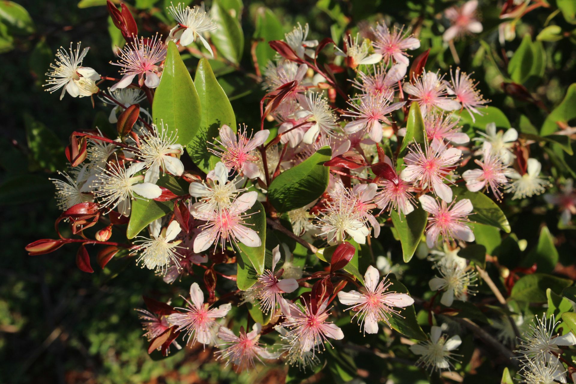 Eugenia mansoi - 1 potted seedling / 1 getopfter Sämling