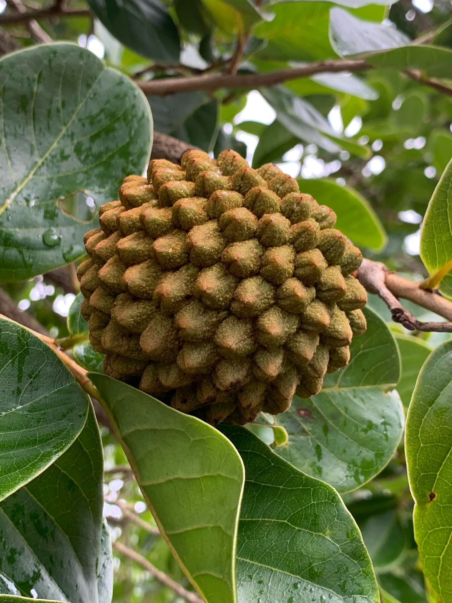 Annona crassiflora - Marolo - 1 fresh seed / 1 frischer Samen
