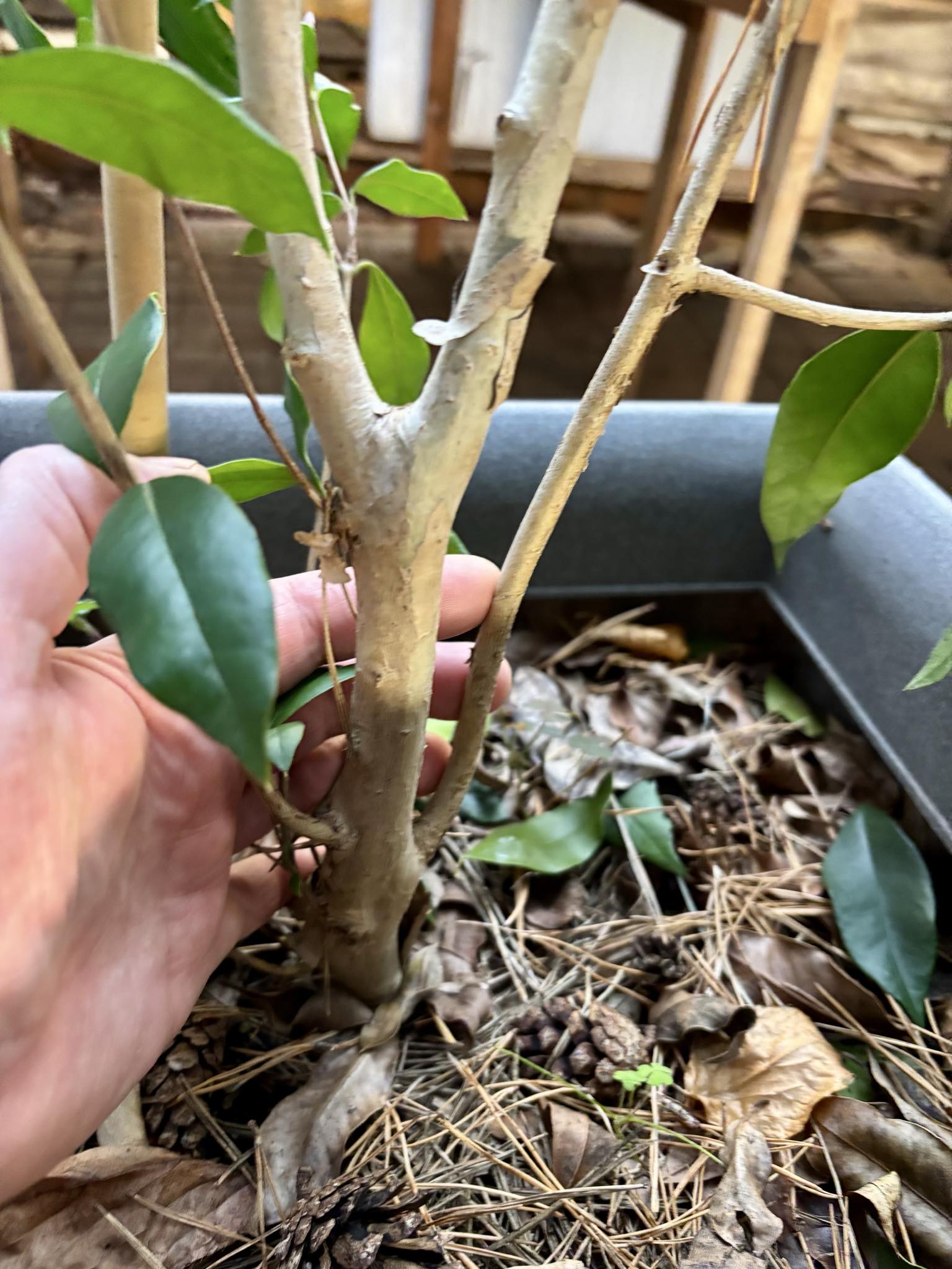 10 years old - Guabiju (Myrcianthes pungens) - 1 potted plant / 1 getopfte Pflanze 10 years old - Guabiju (Myrcianthes pungens) - 1 potted plant / 1 getopfte Pflanze