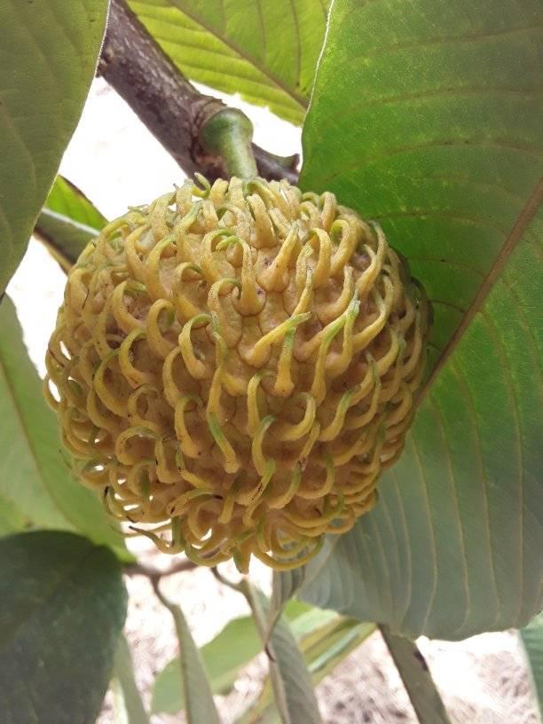 Nonita (Annona spraguei) - 1 fresh seed / 1 frischer Samen