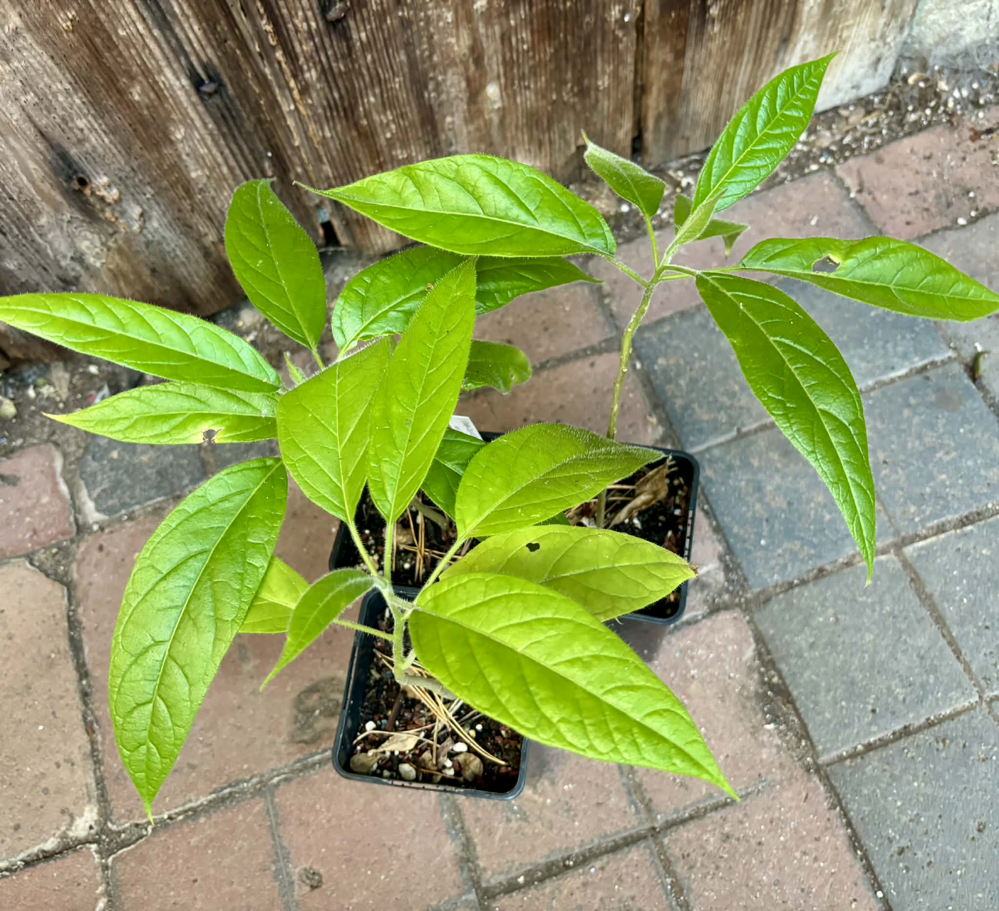 last 5 plants - Solanum luridifuscescens - Tomatao Verde Piloso - 1 potted plant / 1 getopfte Pflanze