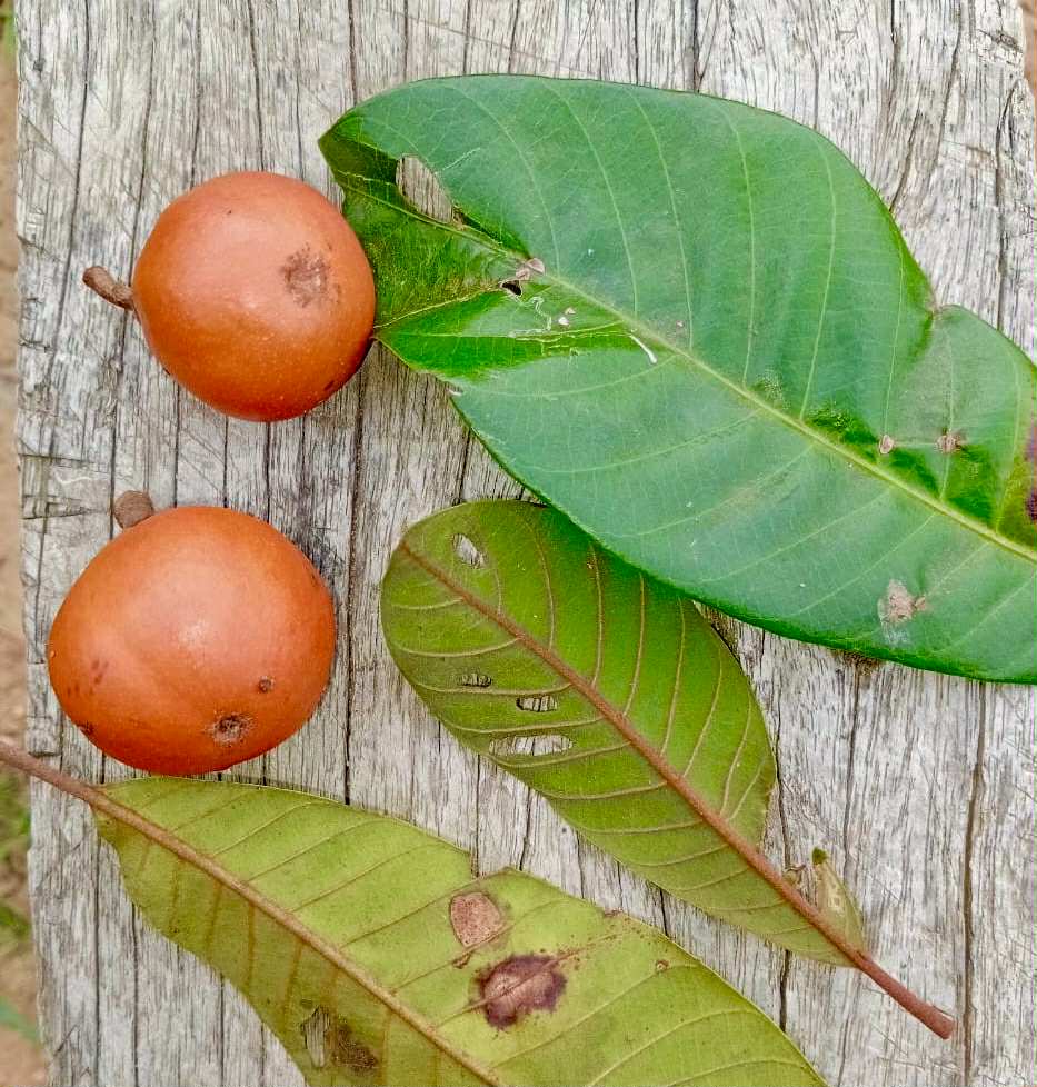 Pouteria sp Alaranjada - 1 fresh seed / 1 frischer Samen