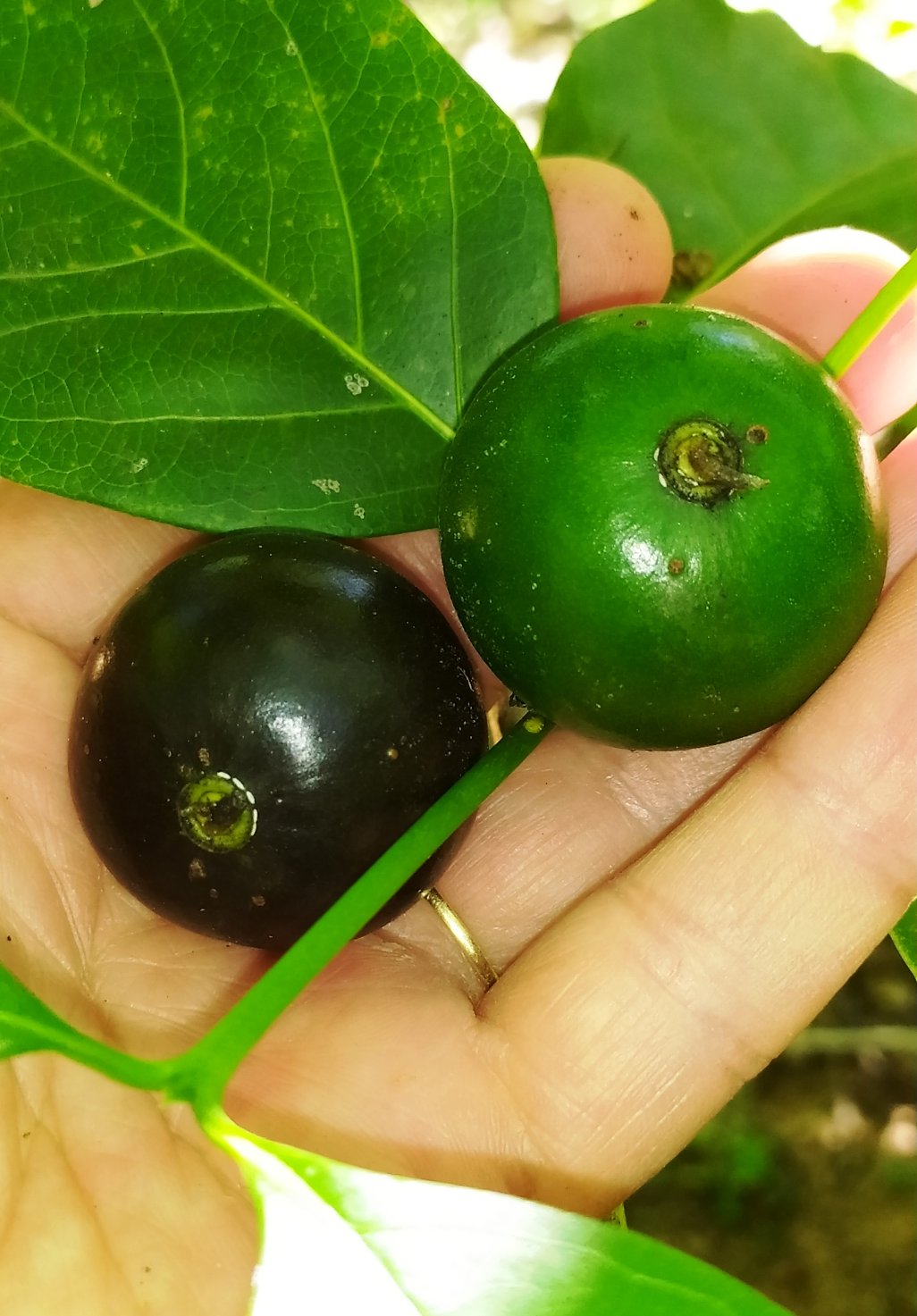 Marmelada (Cordiera sessilis) - 1 germinated seed seed / 1 gekeimter Samen