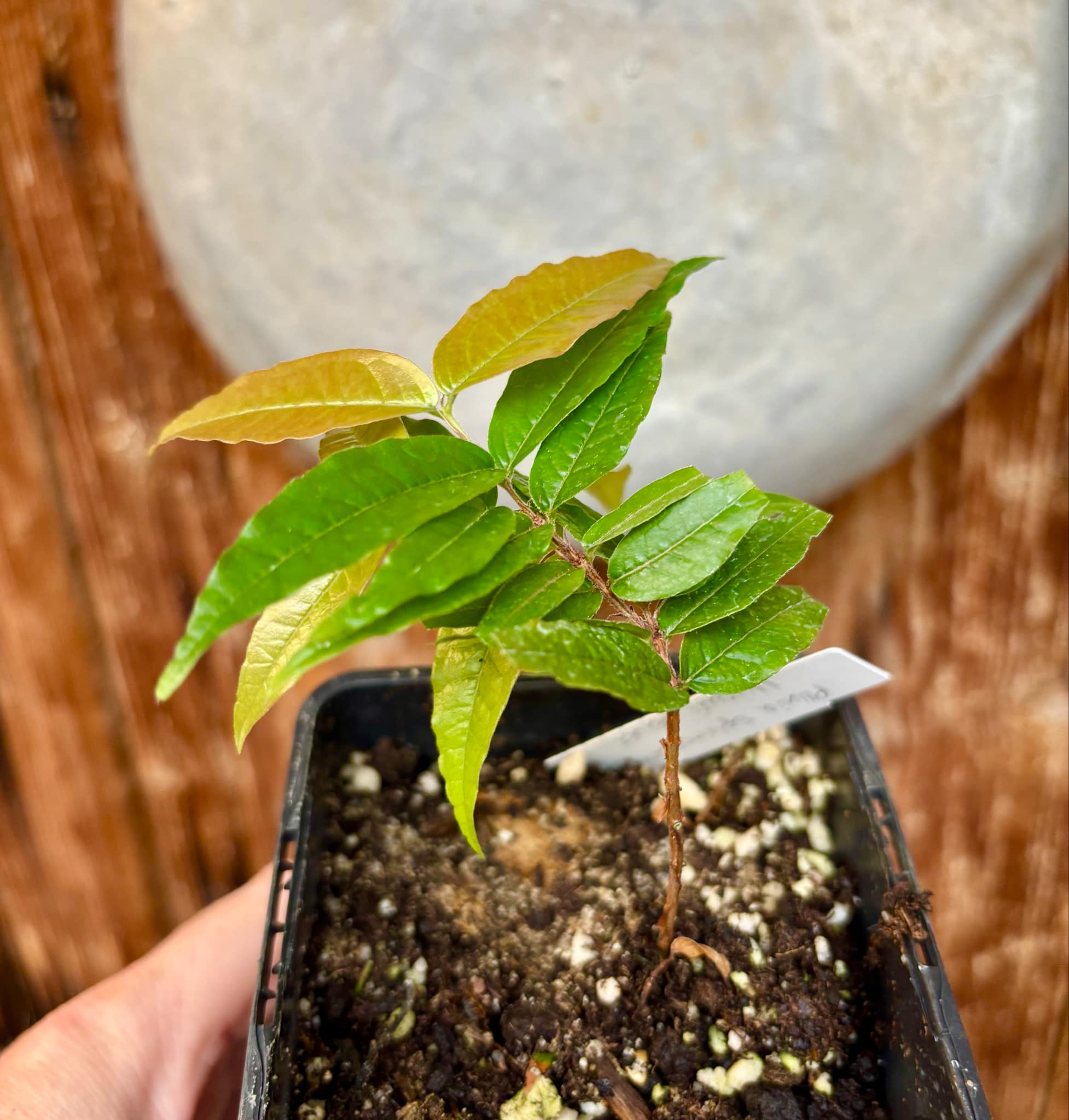 Plinia spiritosantensis var. Mucuri Velvet - 1 potted plant/ 1 getopfte Pflanze