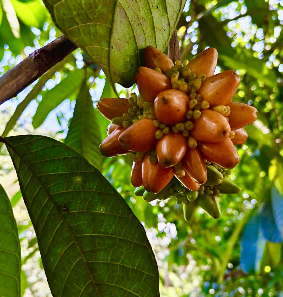 Kesusu (Prainea limpato) - 1 germinated seed / 1 germinated seed