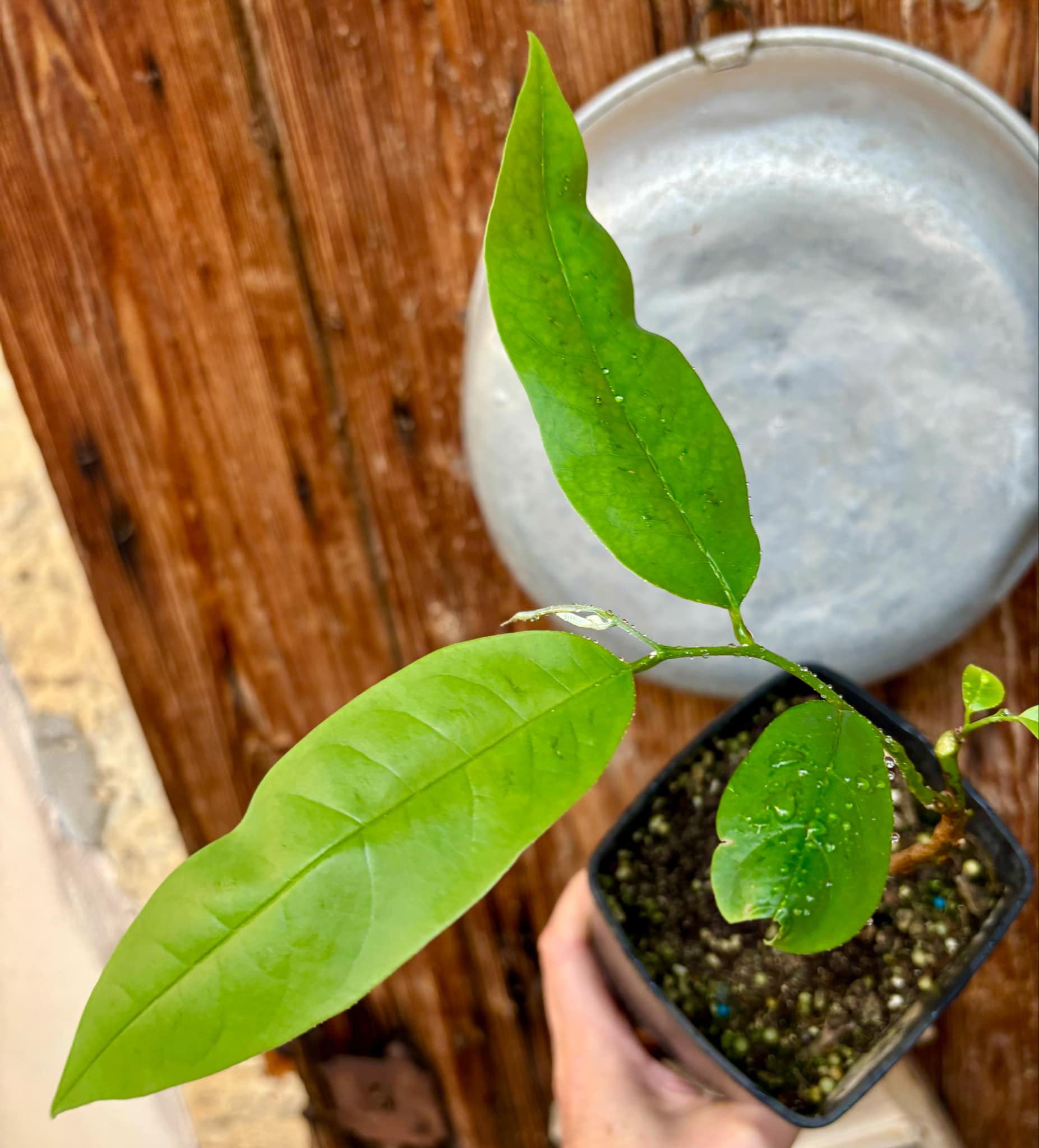 Annona nitida - 1 potted plant / 1 getopfte Pflanze Annona nitida - 1 potted plant / 1 getopfte Pflanze