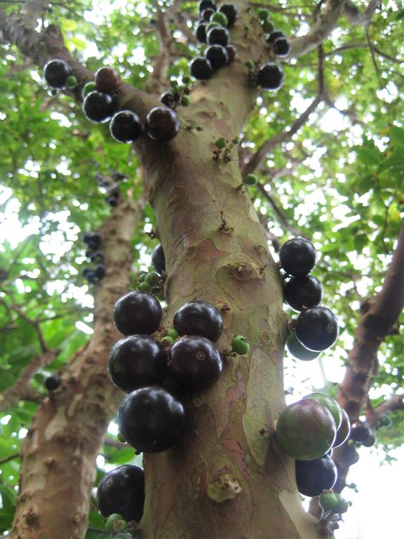 3 years old - Jaboticaba Sabara (Plinia cauliflora) Nr. A  - 1 potted plant / 1 getopfte Pflanze