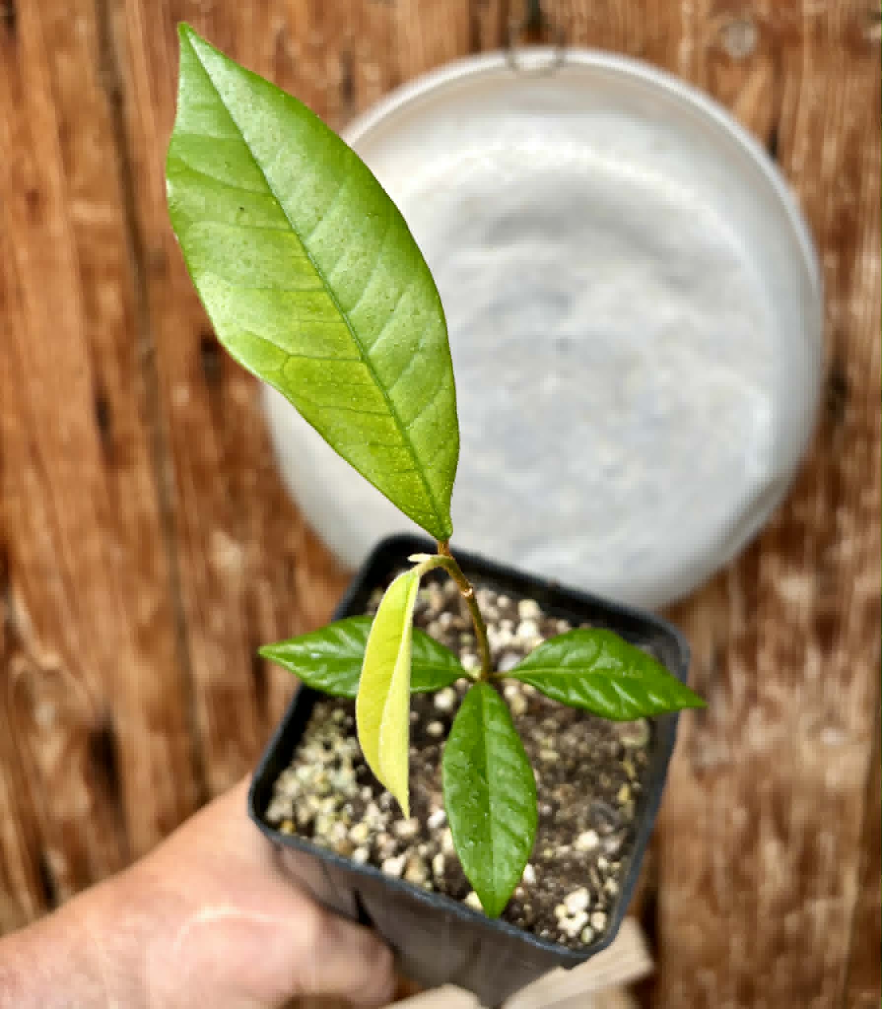Chrysophyllum januariense  -  1 potted seedling / 1 getopfter Sämling