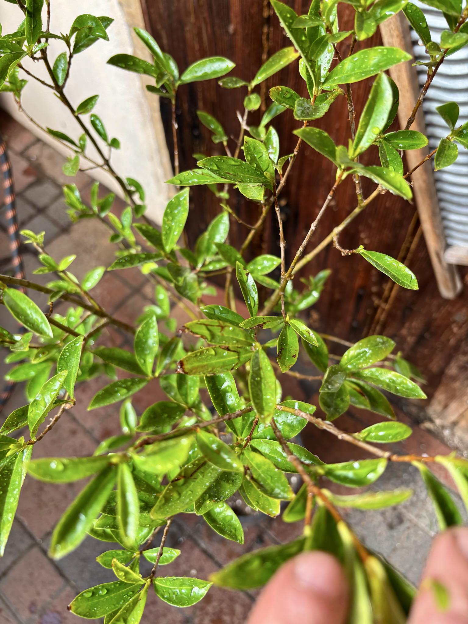 5 years old - Cherry of Rio Grande (Eugenia involucrata) - 1 potted plant / 1 getopfte Pflanze