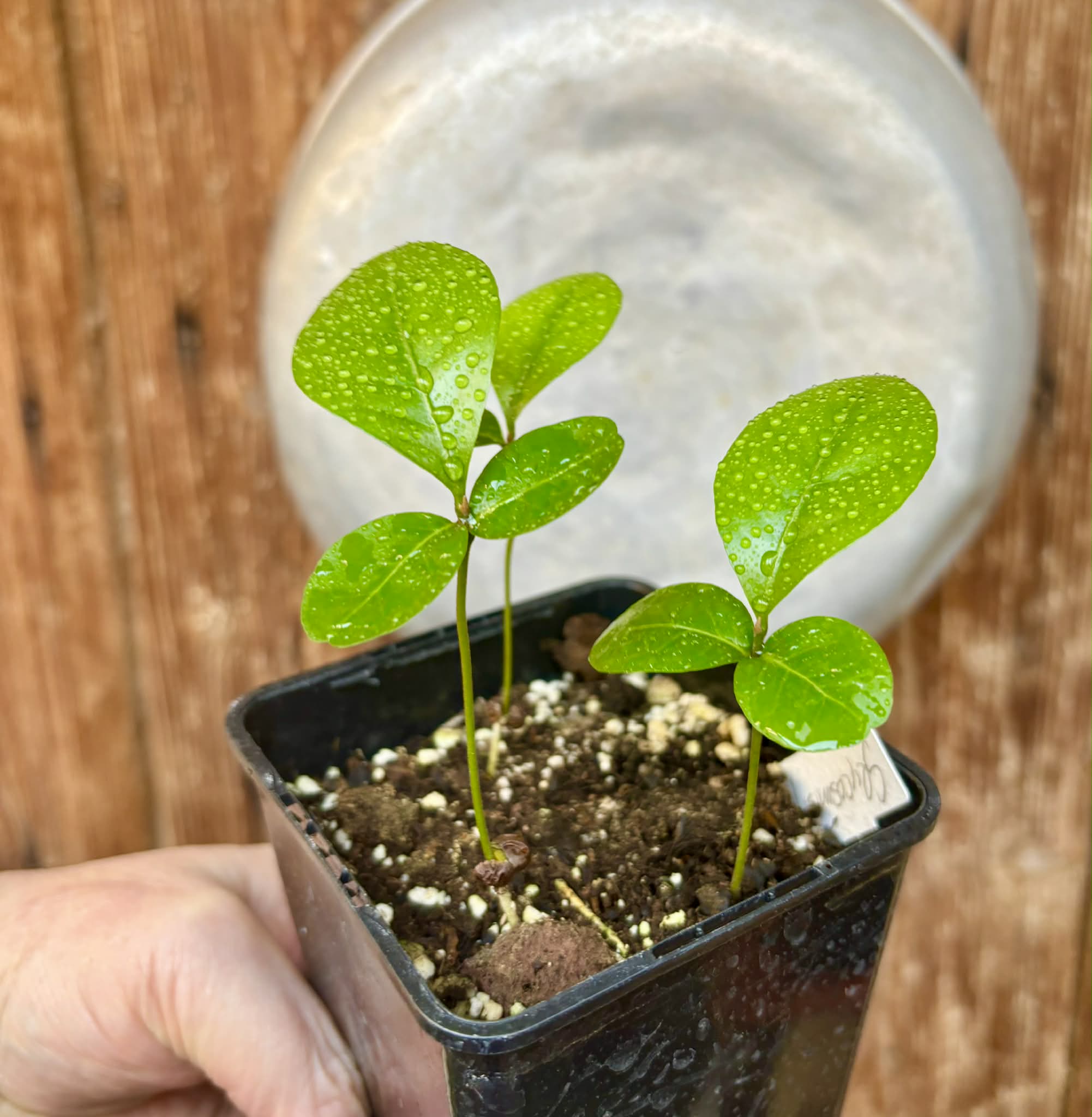 3 plants in 1 pot - Glycosmis pentaphylla - Orangeberry -  1 small seedling / 1 kleiner Sämling