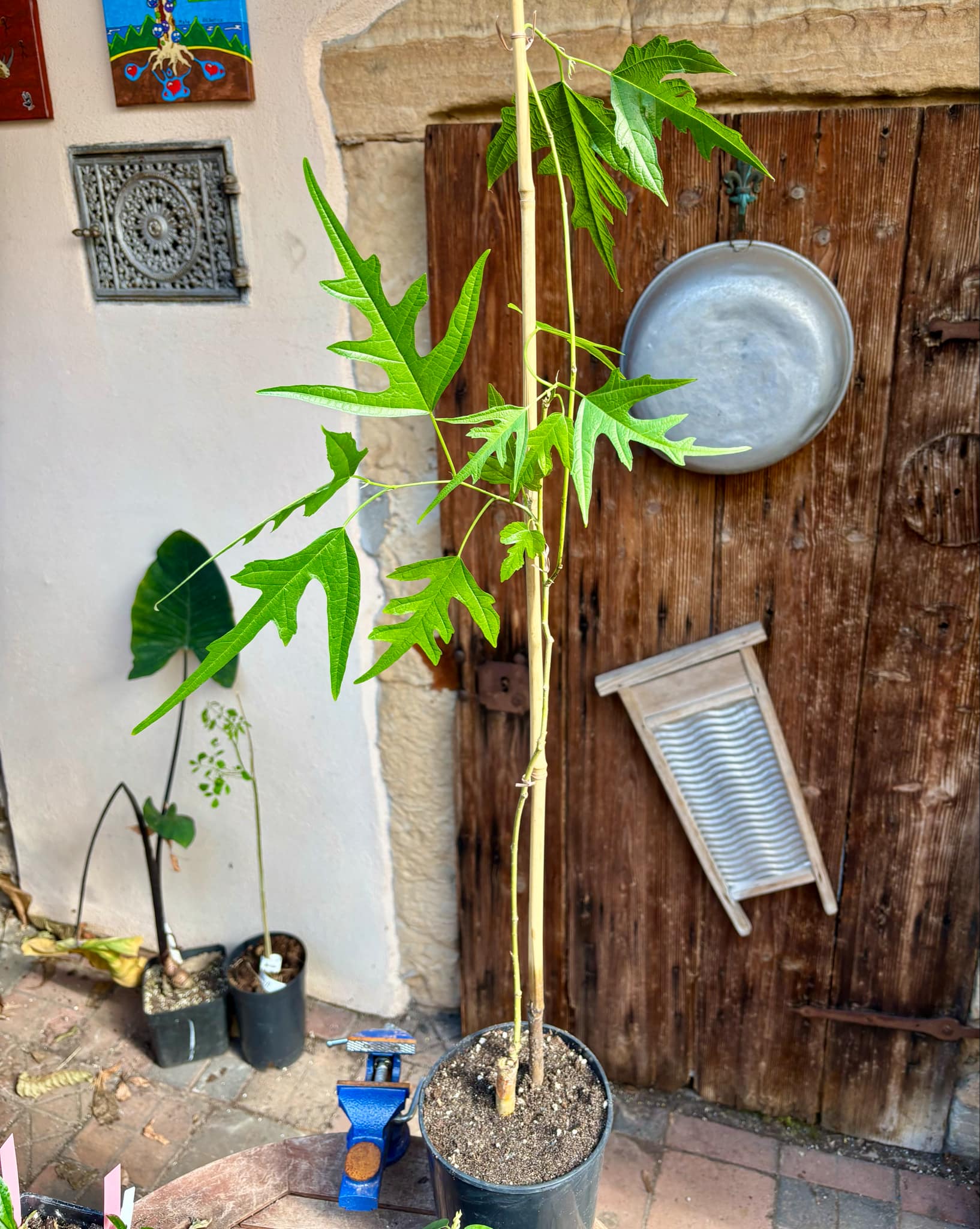 Mulberry Chicken Claw (Morus trilobata) - 1 grafted, potted plant / 1 veredelte, getopfte Pflanze