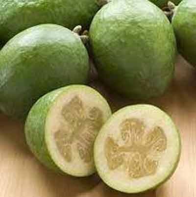 4 years old - Feijoa (Acca sellowiana)  - 1 potted plant / 1 getopfte Pflanze