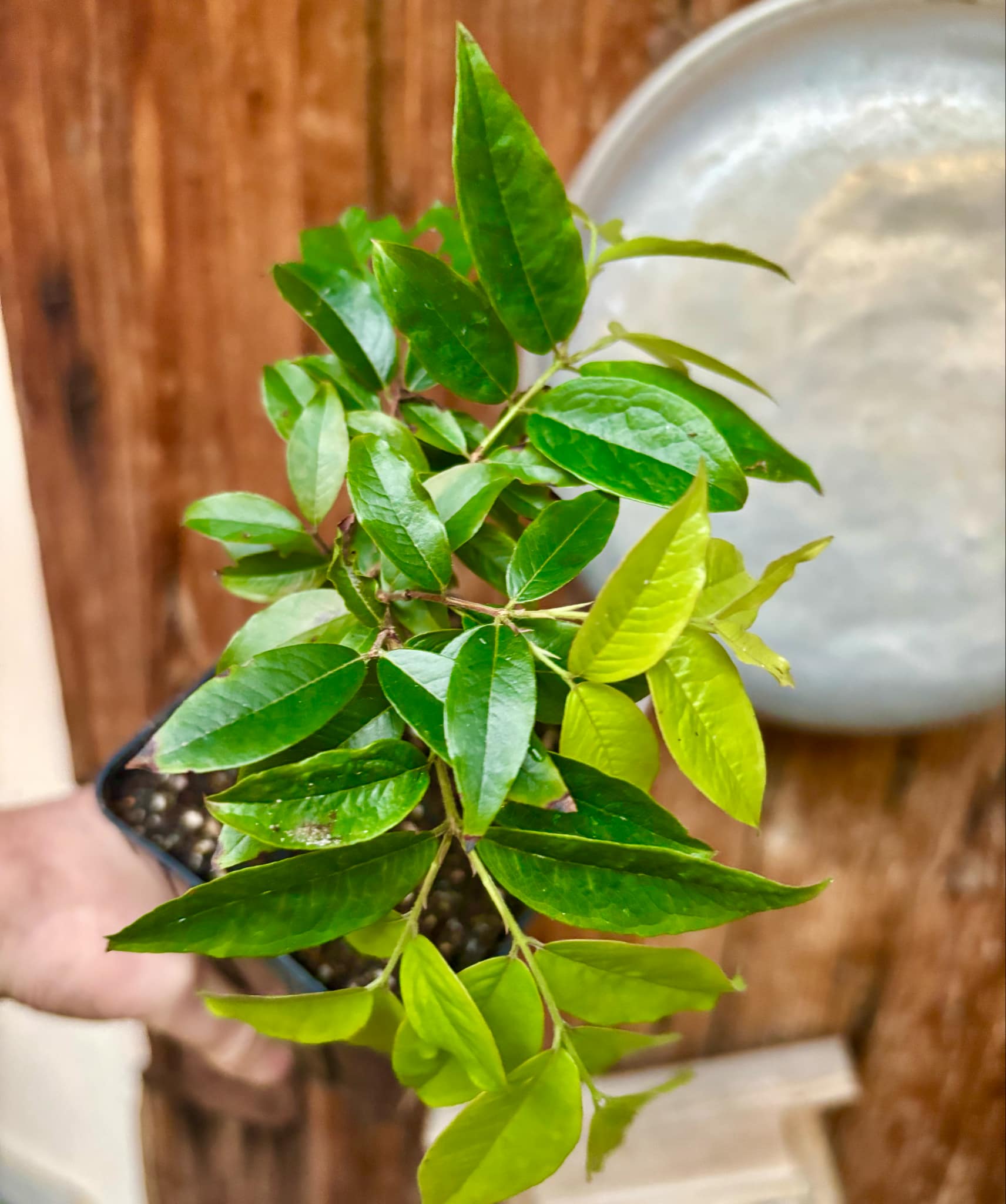 Red Hybrid Jaboticaba (Plinia cauliflora x aureana) - 1 potted plant / 1 getopfte Pflanze