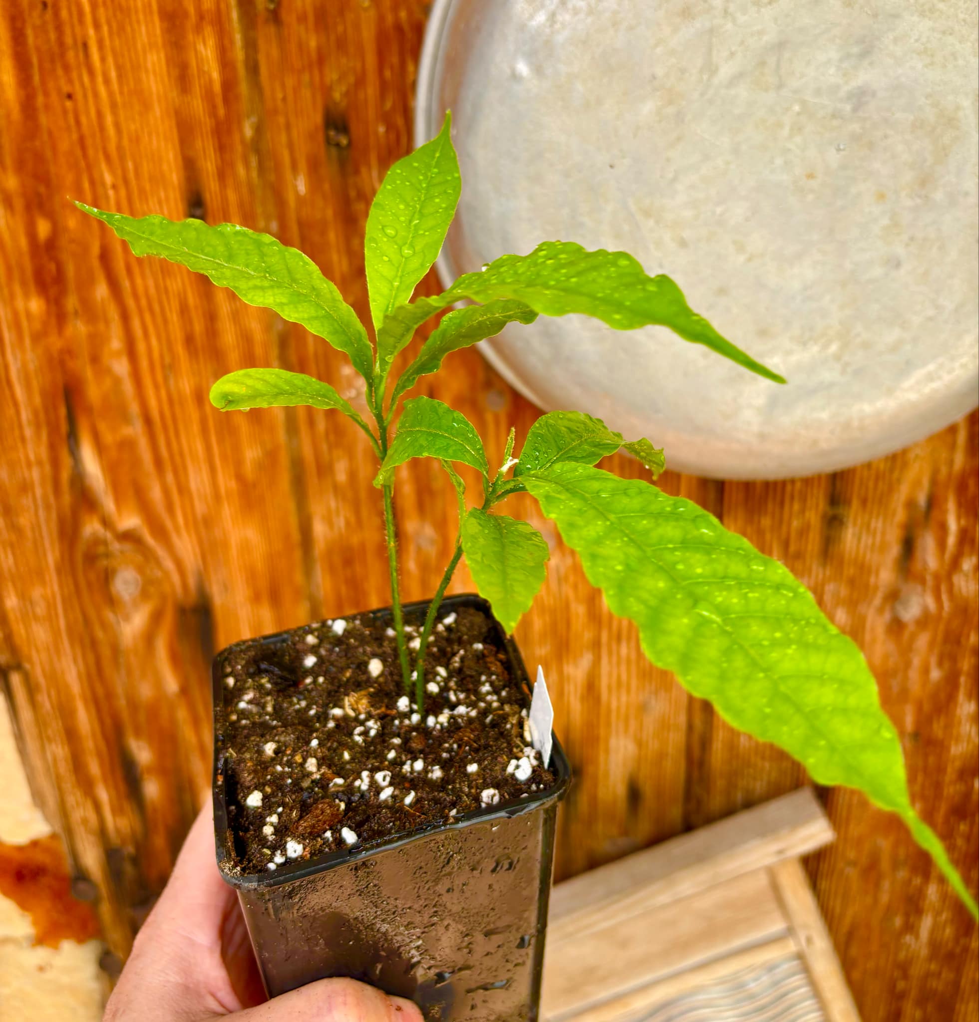 two out of one seed - Abiu (Pouteria caimito) - 1 potted plant / 1 getopfte Pflanze