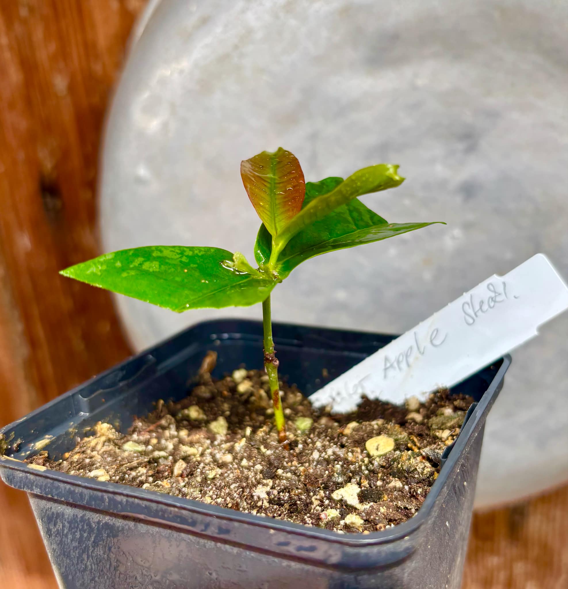 Syzygium aqueum - Water Apple - 1 rooted cutting - 1 bewurzelter Steckling