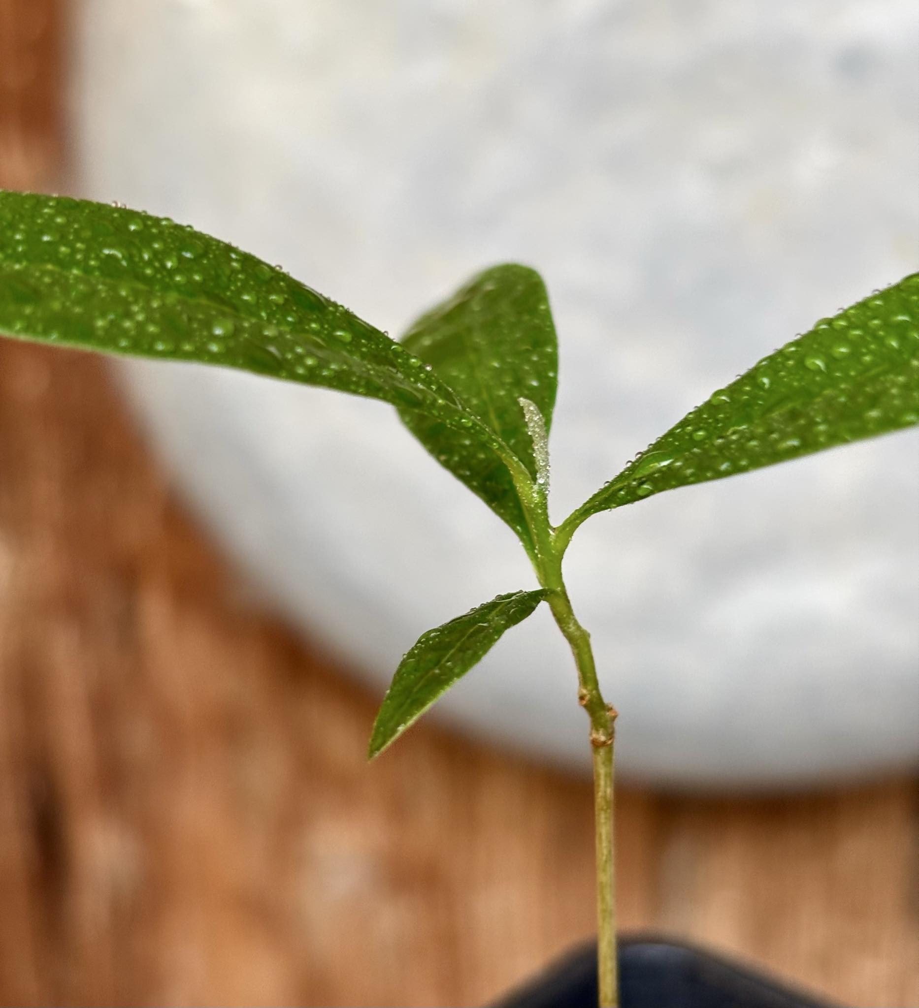 Duguetia aff. lanceolata - Pindauva Roxa -   1 potted plant / 1 getopfte Pflanze