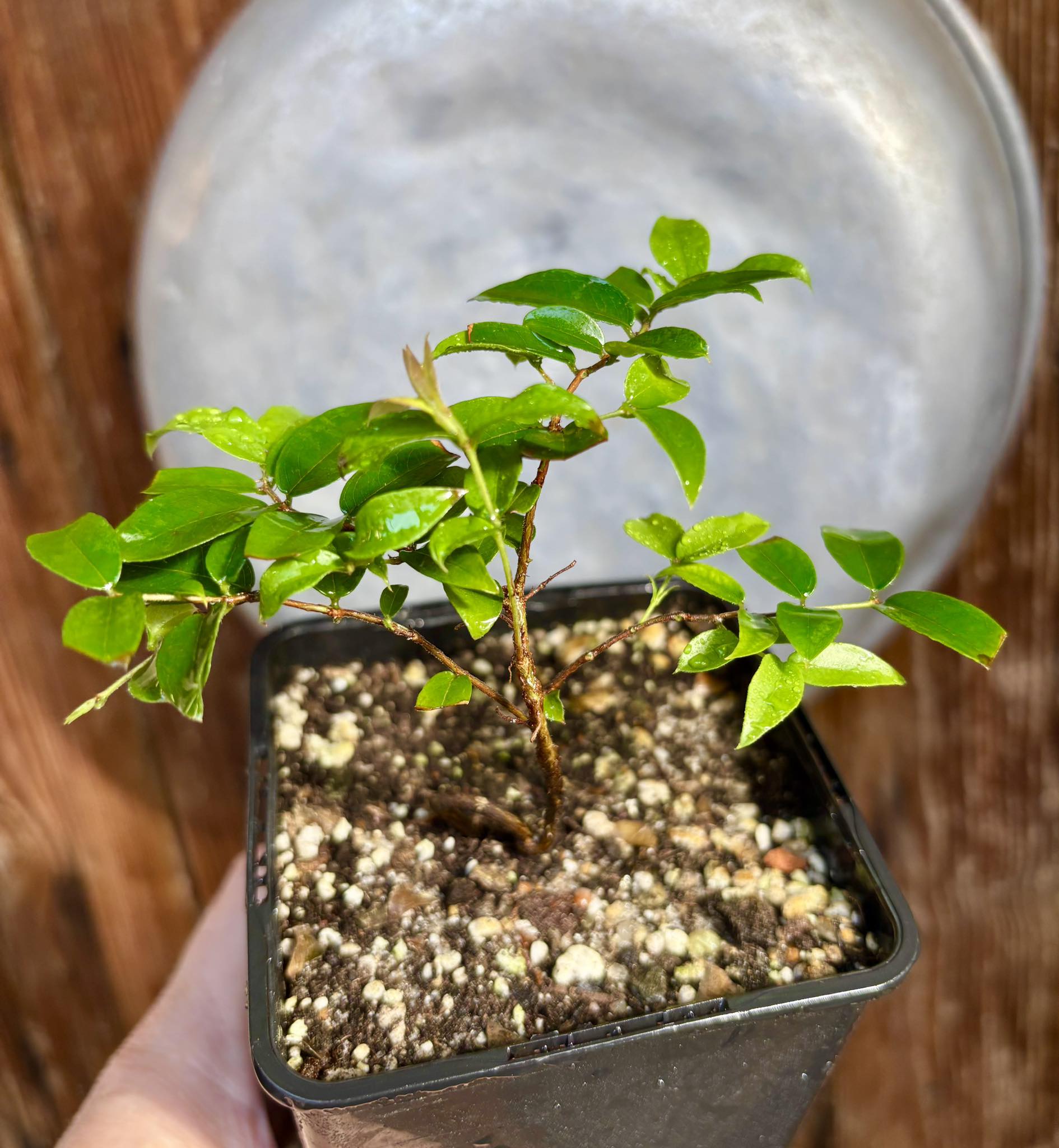 Plinia sp Caipirinha - Guapurium caipirinha - 1 potted plant / 1 getopfte Pflanze