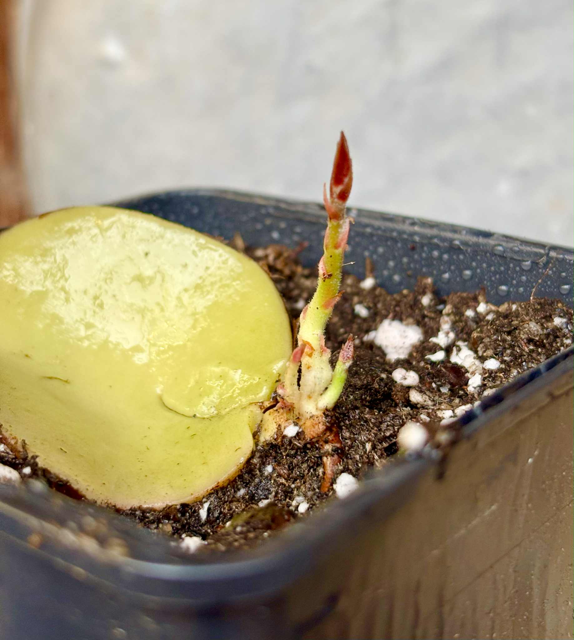3 shots - Plinia longiacuminata Nr. 4 -  1 potted seedling / 1 getopfter Sämling