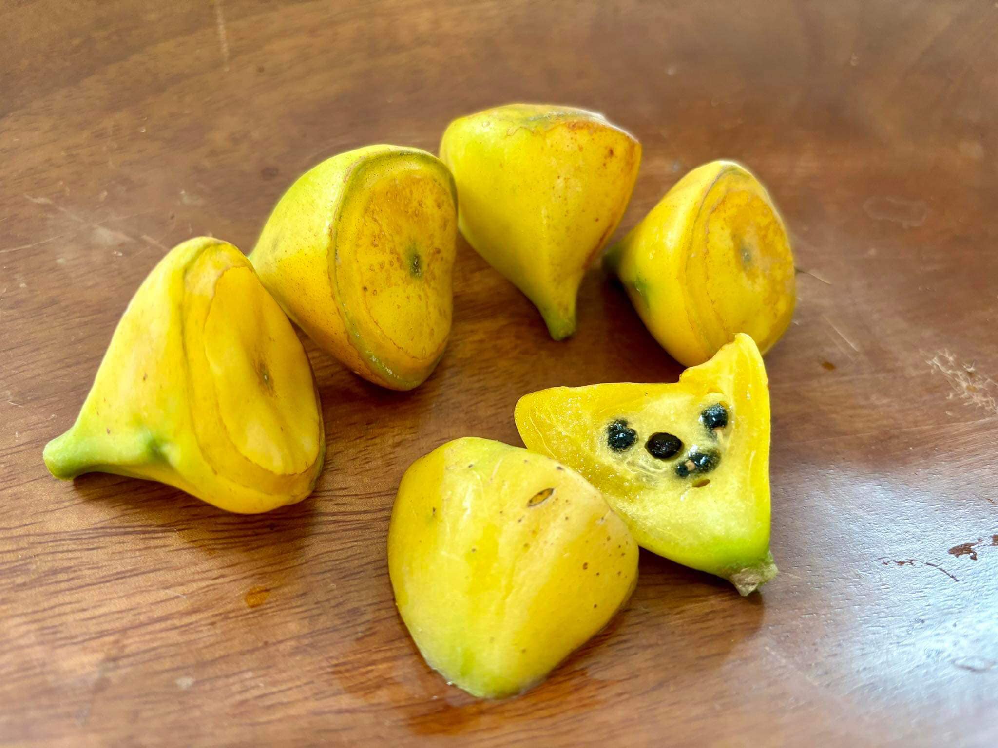 Pereskia bleo - Leuenbergeria bleo - 3 fresh seeds / 3 frische Samen