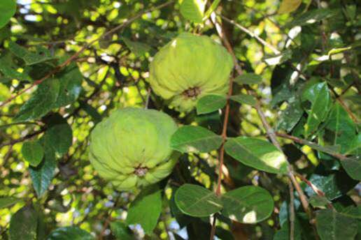 Campomanesia ssp Nova Gigante - fresh seeds / frische Samen